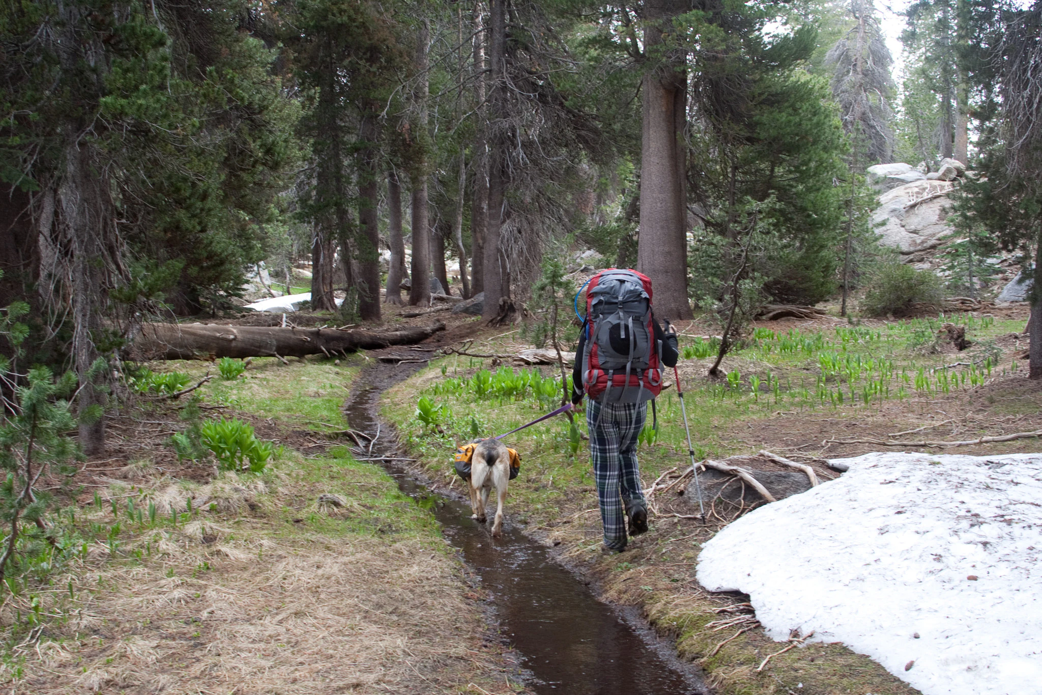 A hiker wearing a large backpack and using trekking poles walks with a dog along a muddy trail through a forest with patches of melting snow on the ground.