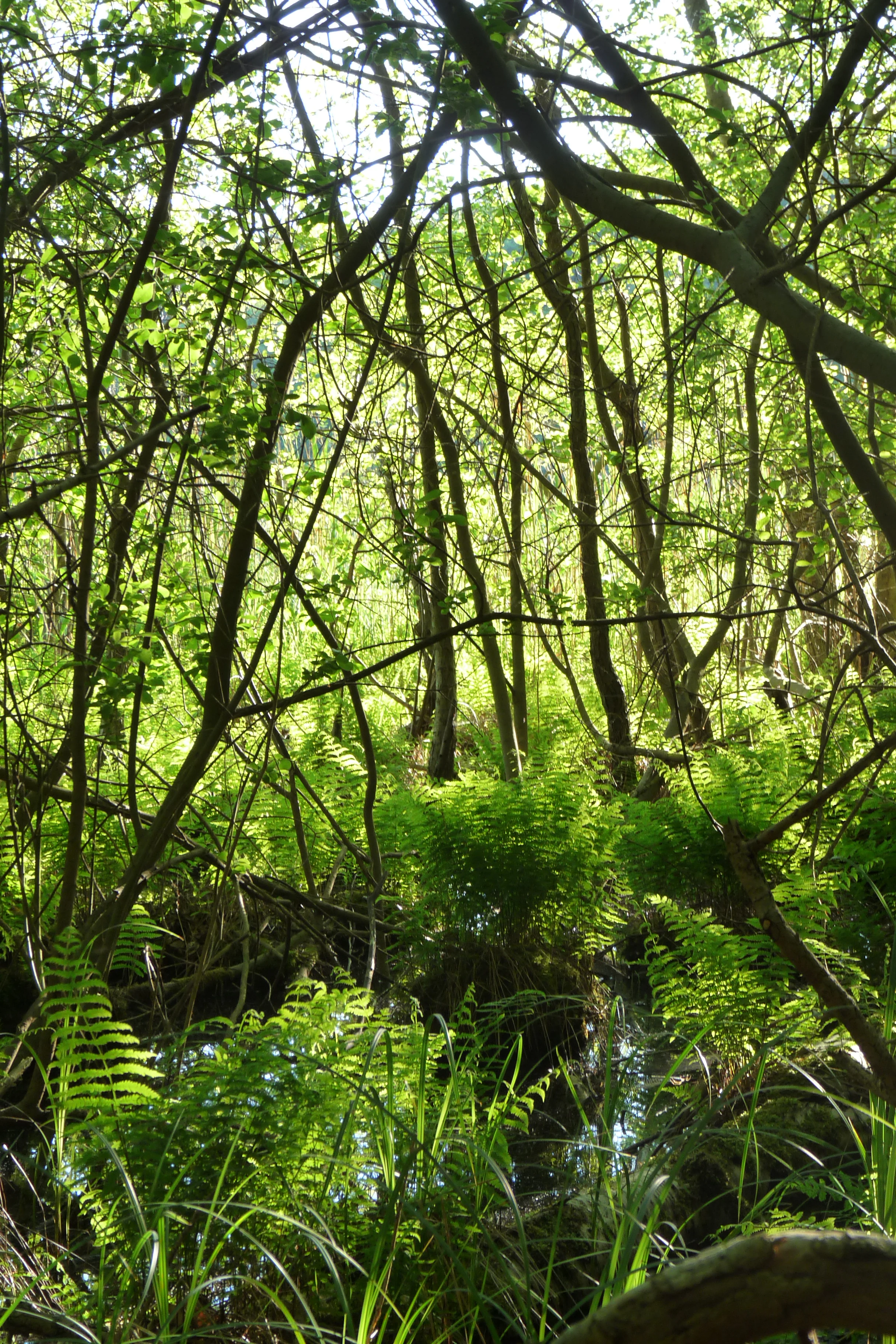 A dense, sunlit forest scene with ferns in the foreground and thin tree trunks reflecting light, suggesting a marshy or lakeside environment.