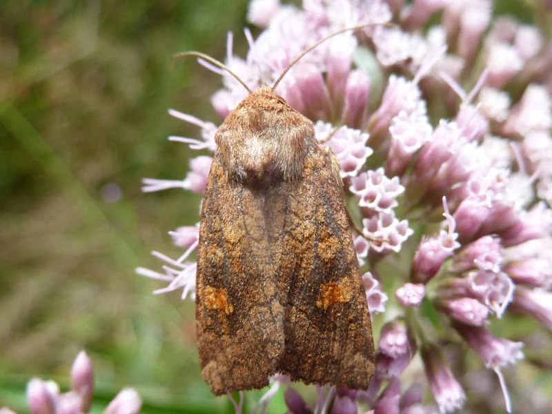 A close-up view of a brown moth with mottled wings resting on a cluster of small light-purple flowers.