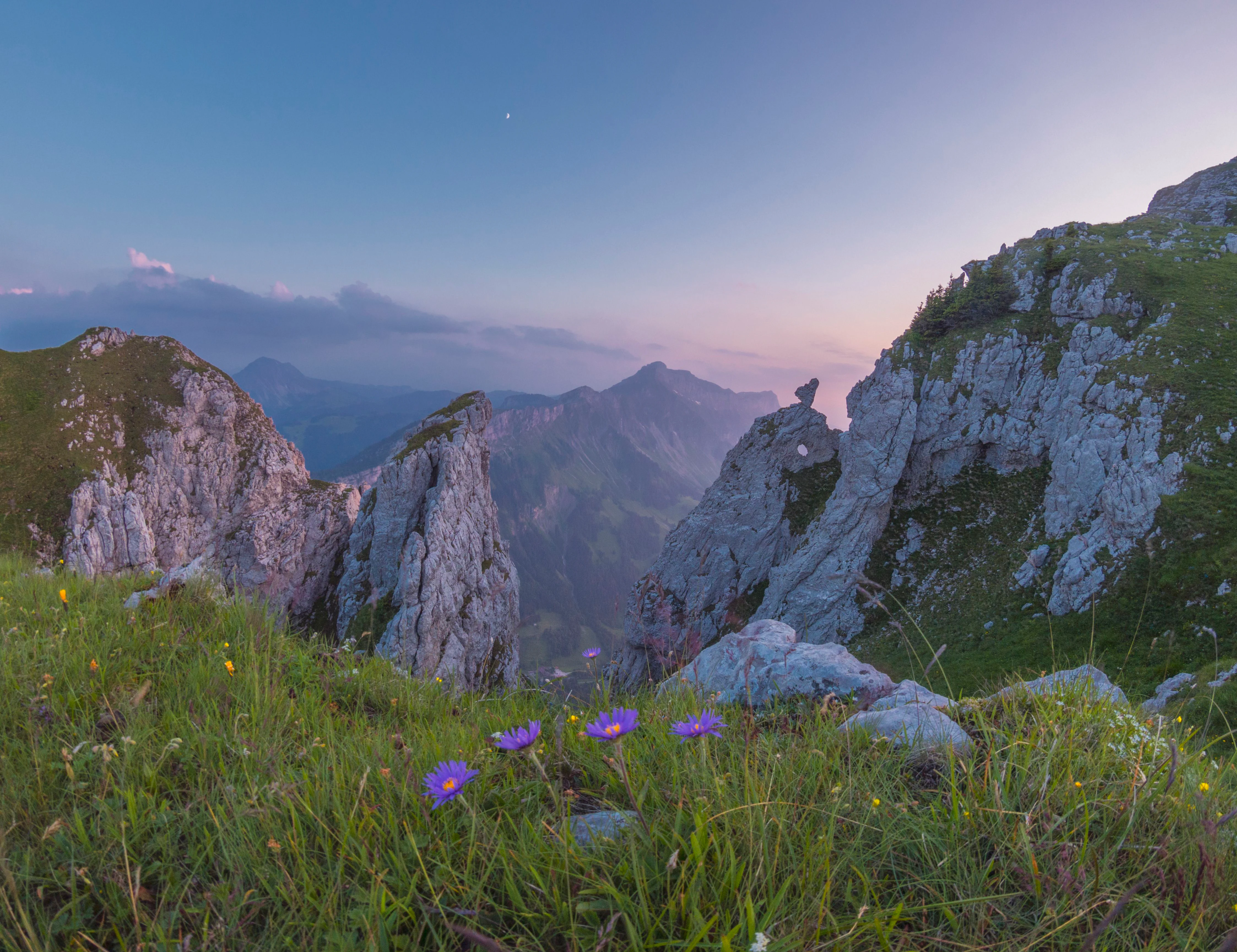 A close-up view of purple alpine aster flowers in a grassy meadow, set against a backdrop of jagged, light-colored limestone rock formations and distant mountain peaks under a soft twilight sky.