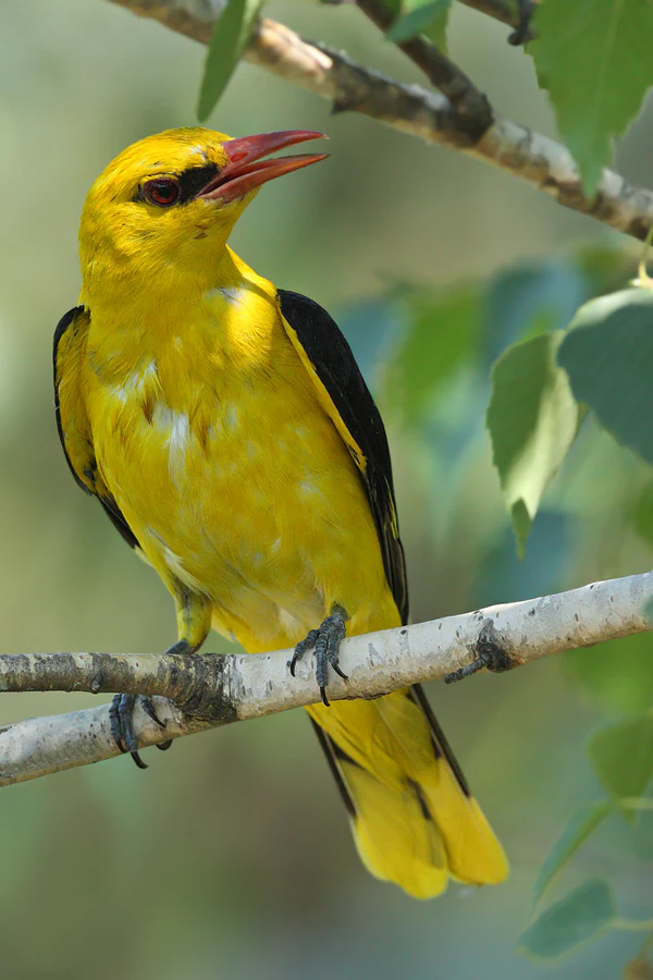 A bright yellow male Eurasian golden oriole with black wings and a reddish beak perched on a thin tree branch.