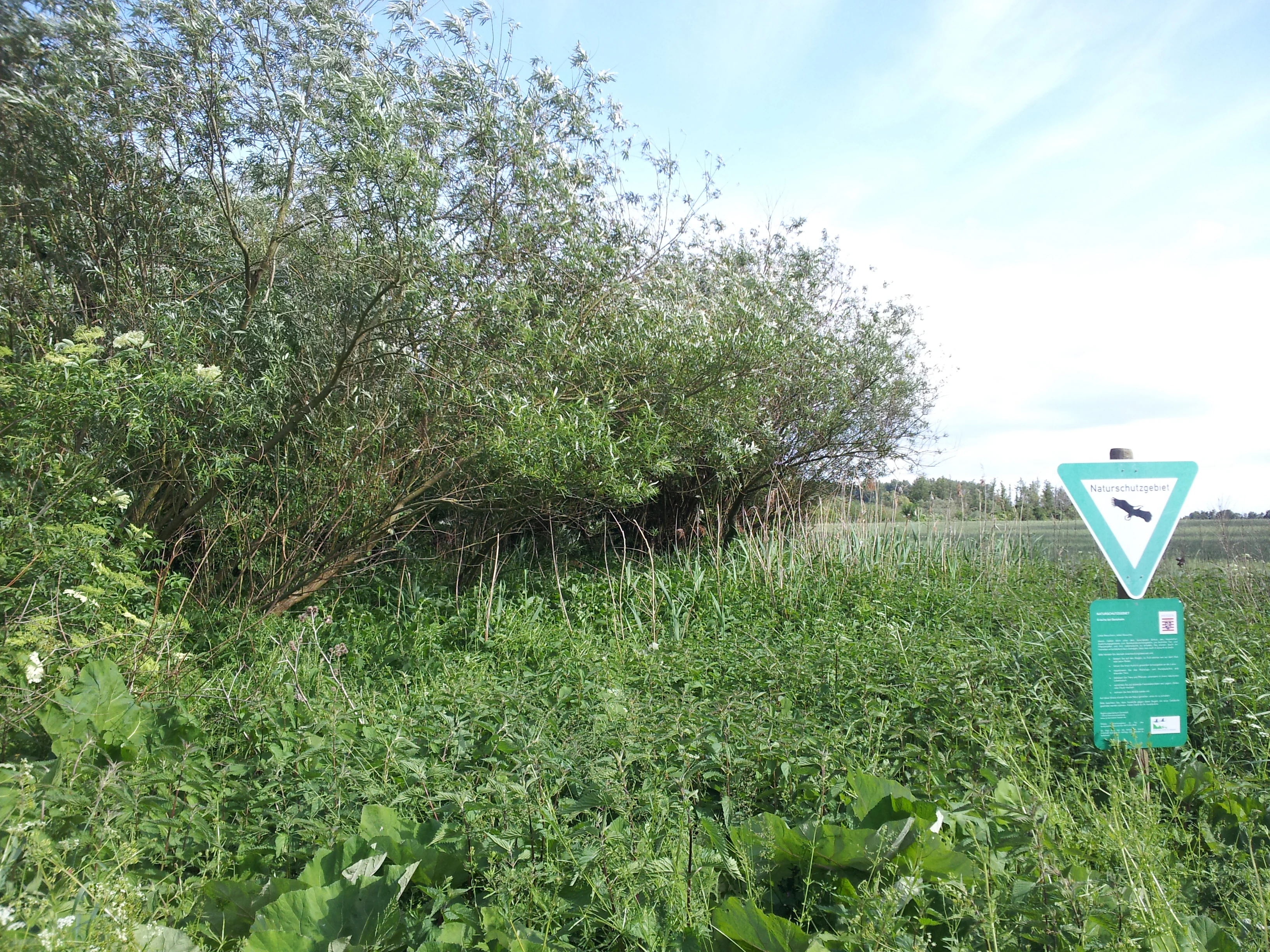A green nature reserve warning sign with a white triangle and bird icon standing next to dense shrubs and tall grasses in a wetland environment.