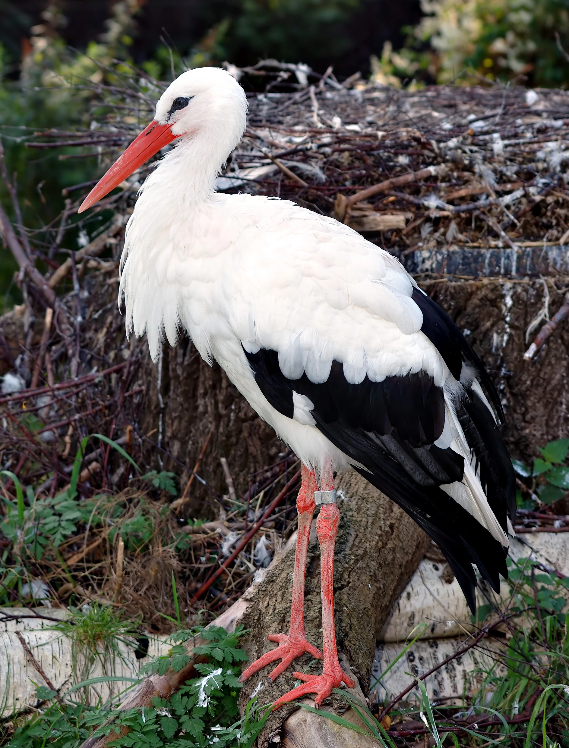 A white stork standing on a log in front of a nest, showing its white plumage, black wing feathers, and long red legs and bill.