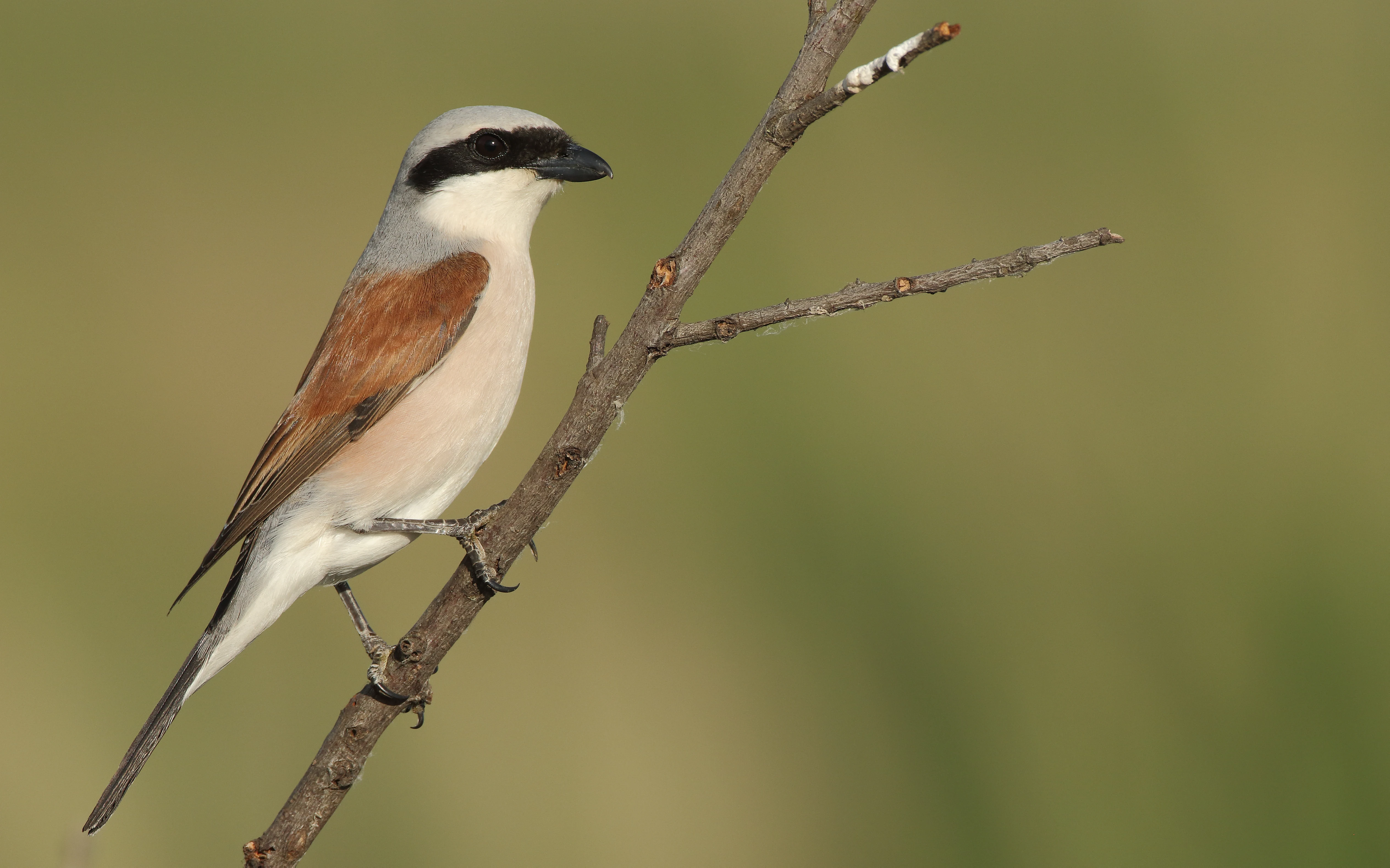 A male red-backed shrike with its characteristic black eye mask, grey head, and reddish-brown back, perched on a thin diagonal twig against a blurred green background.