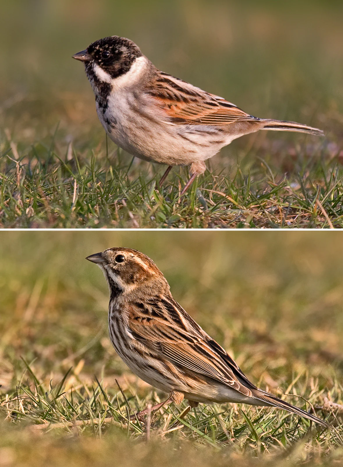 A split image showing a male reed bunting with a black head above, and a female reed bunting with a brown streaked head below, both standing in grass.