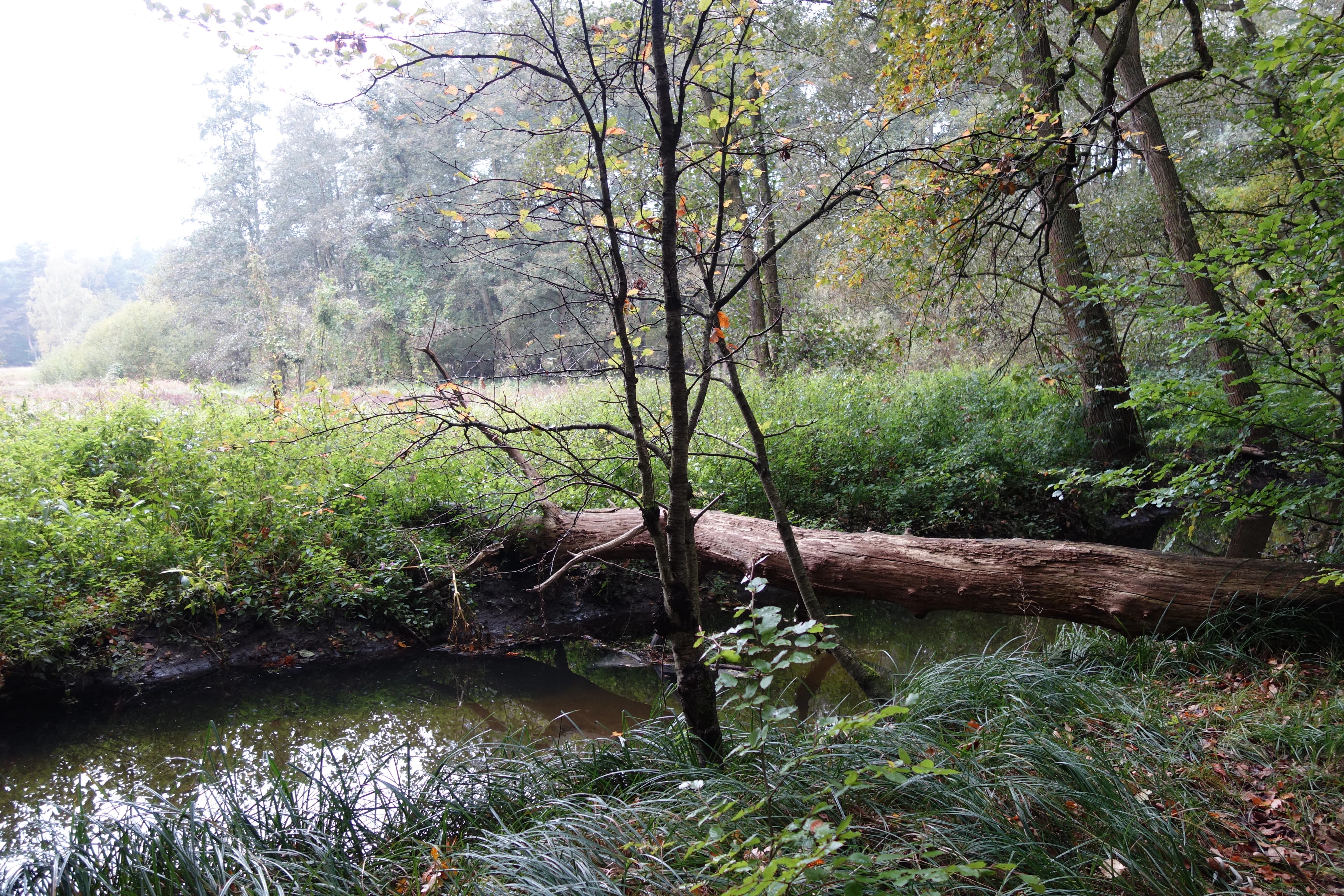 A small, calm stream winds through a lush, green forest with tall grasses and a fallen tree trunk resting across the water.