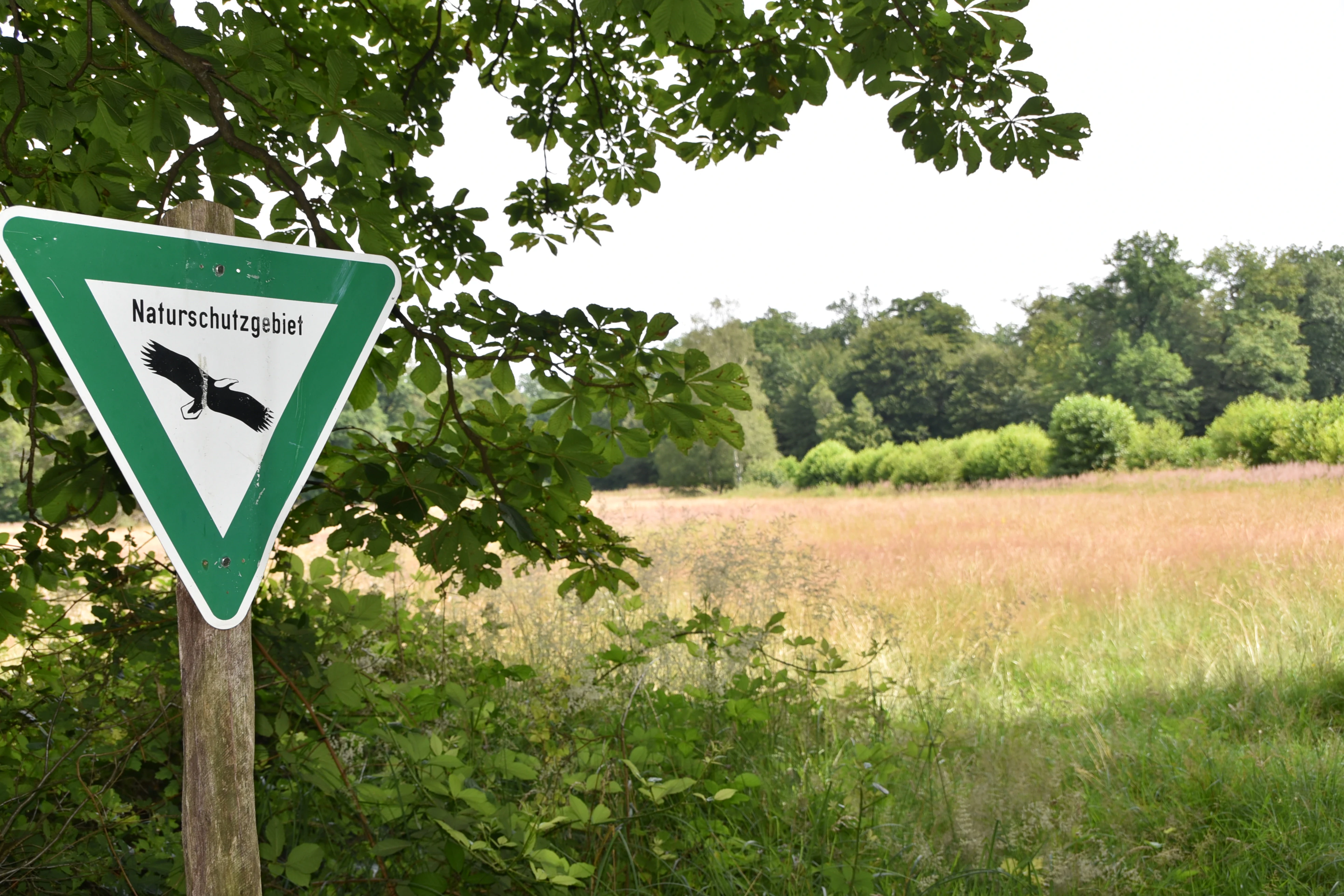 A triangular German Naturschutzgebiet (nature reserve) sign featuring an eagle icon, mounted on a wooden post in front of a meadow and forest edge.