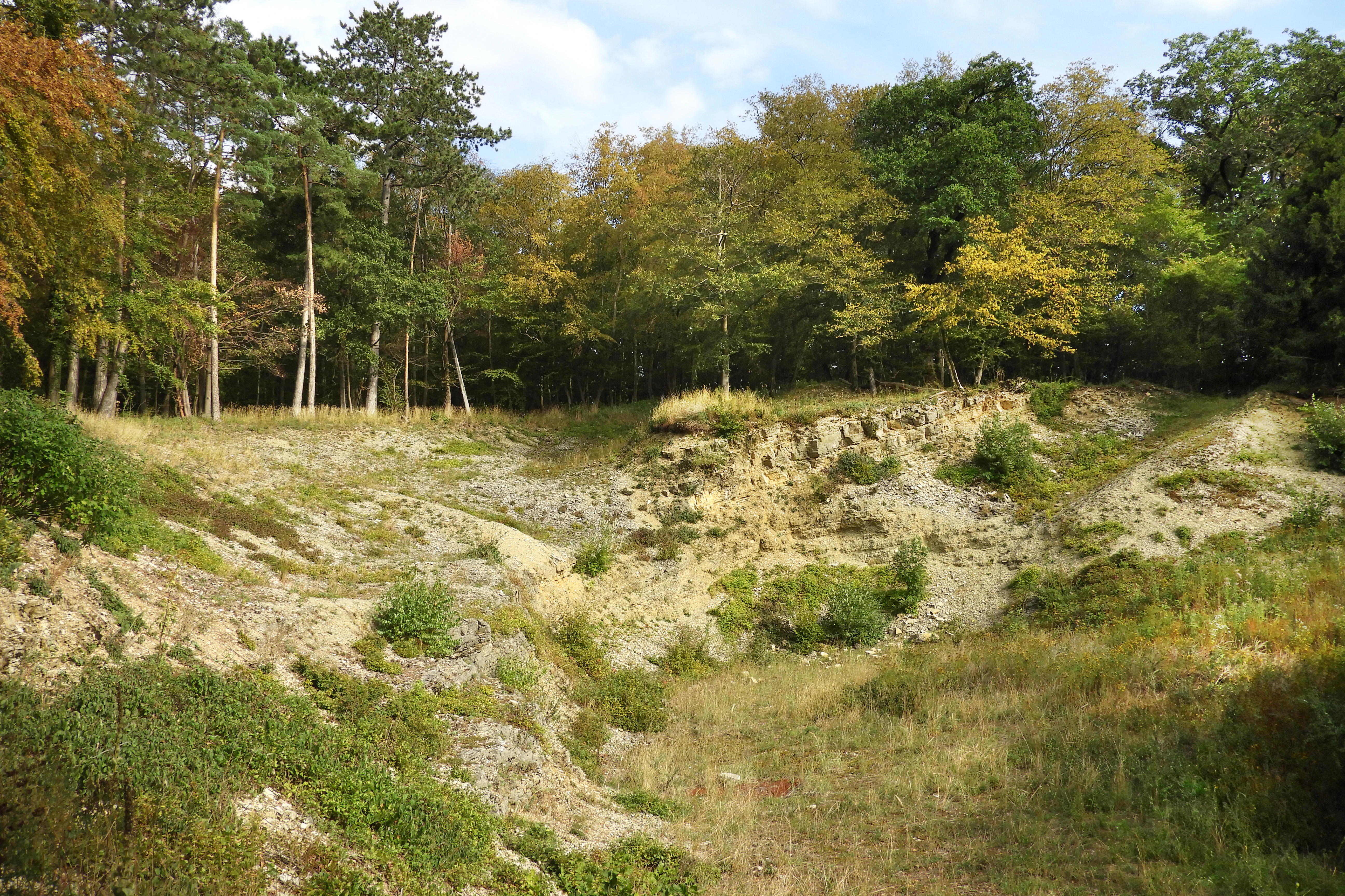 A rocky limestone depression in the foreground with exposed rock faces and sparse grass, bordered by a dense deciduous forest in the background.