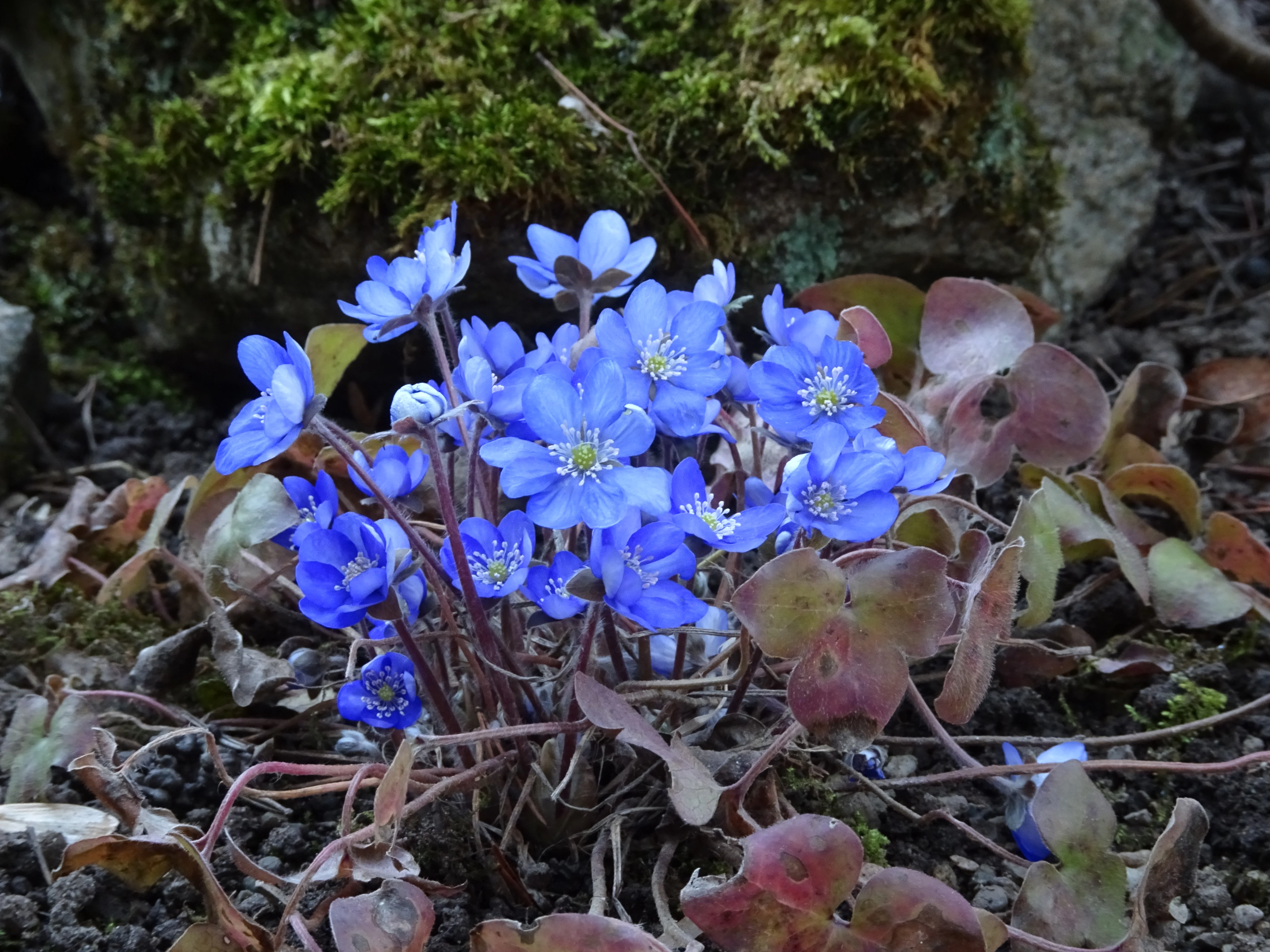 A close-up of a small cluster of vibrant blue hepatica flowers growing from the ground, with dark green moss and brown leaf litter in the background.