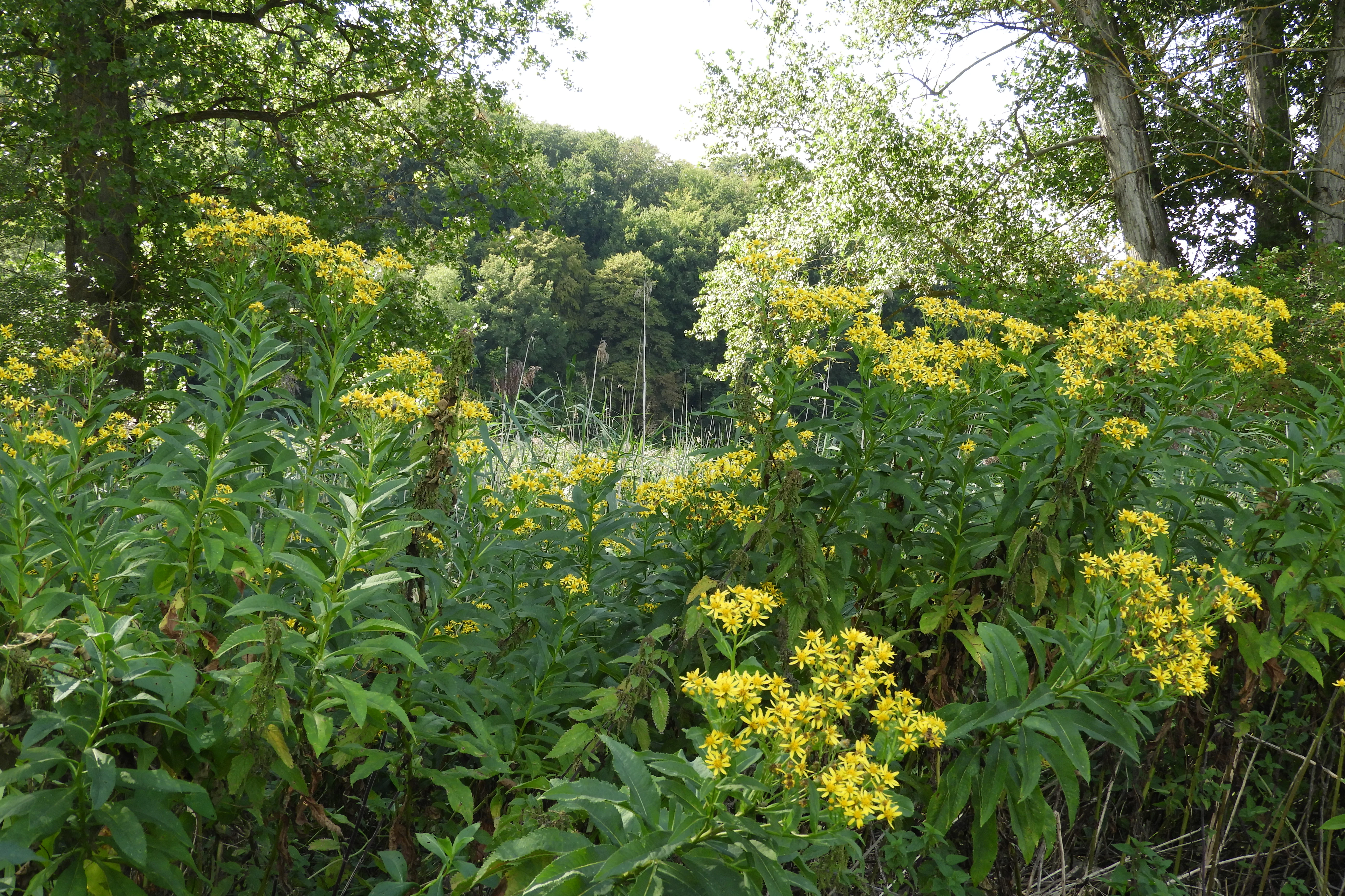 Clusters of bright yellow goldenrod flowers in full bloom against a backdrop of lush green forest foliage and meadow grasses.