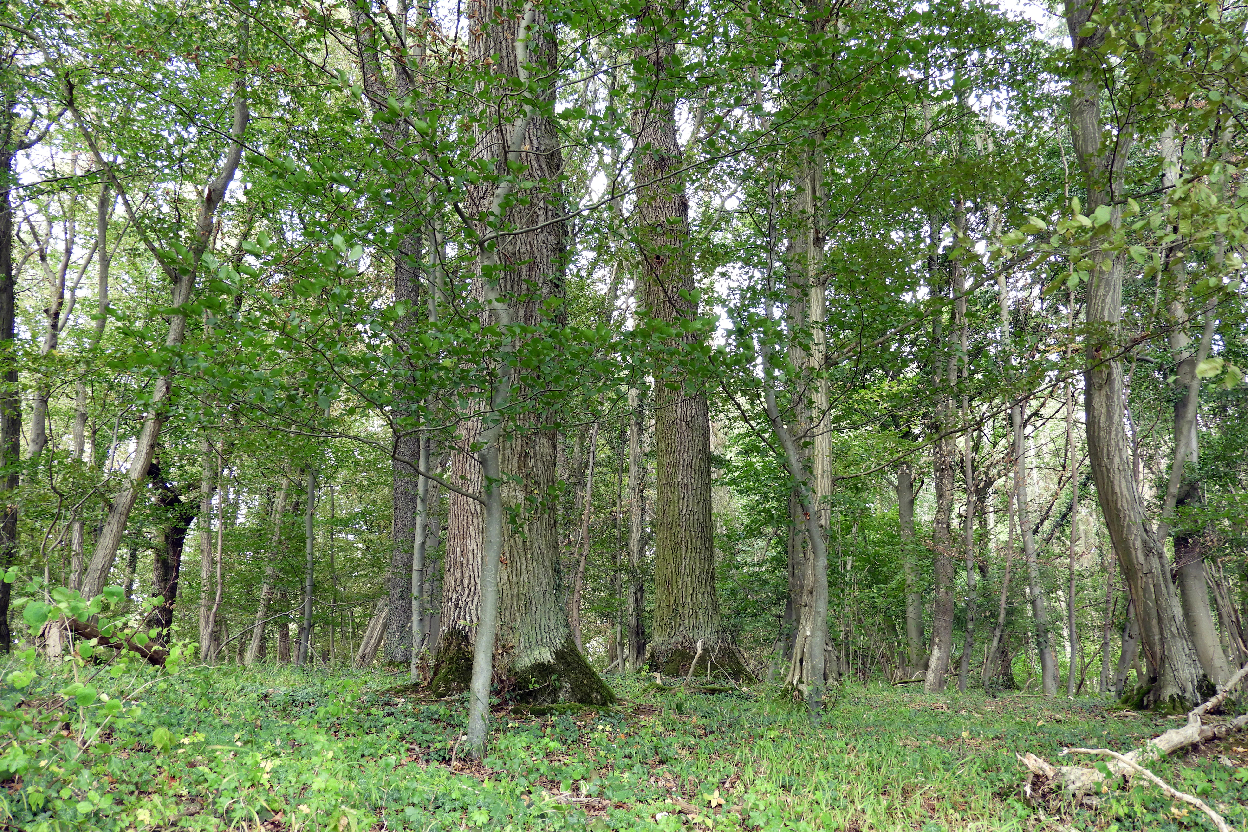 A dense, mature hardwood forest with large, textured tree trunks and a green forest floor in the Ermschwerder Heegen nature reserve.