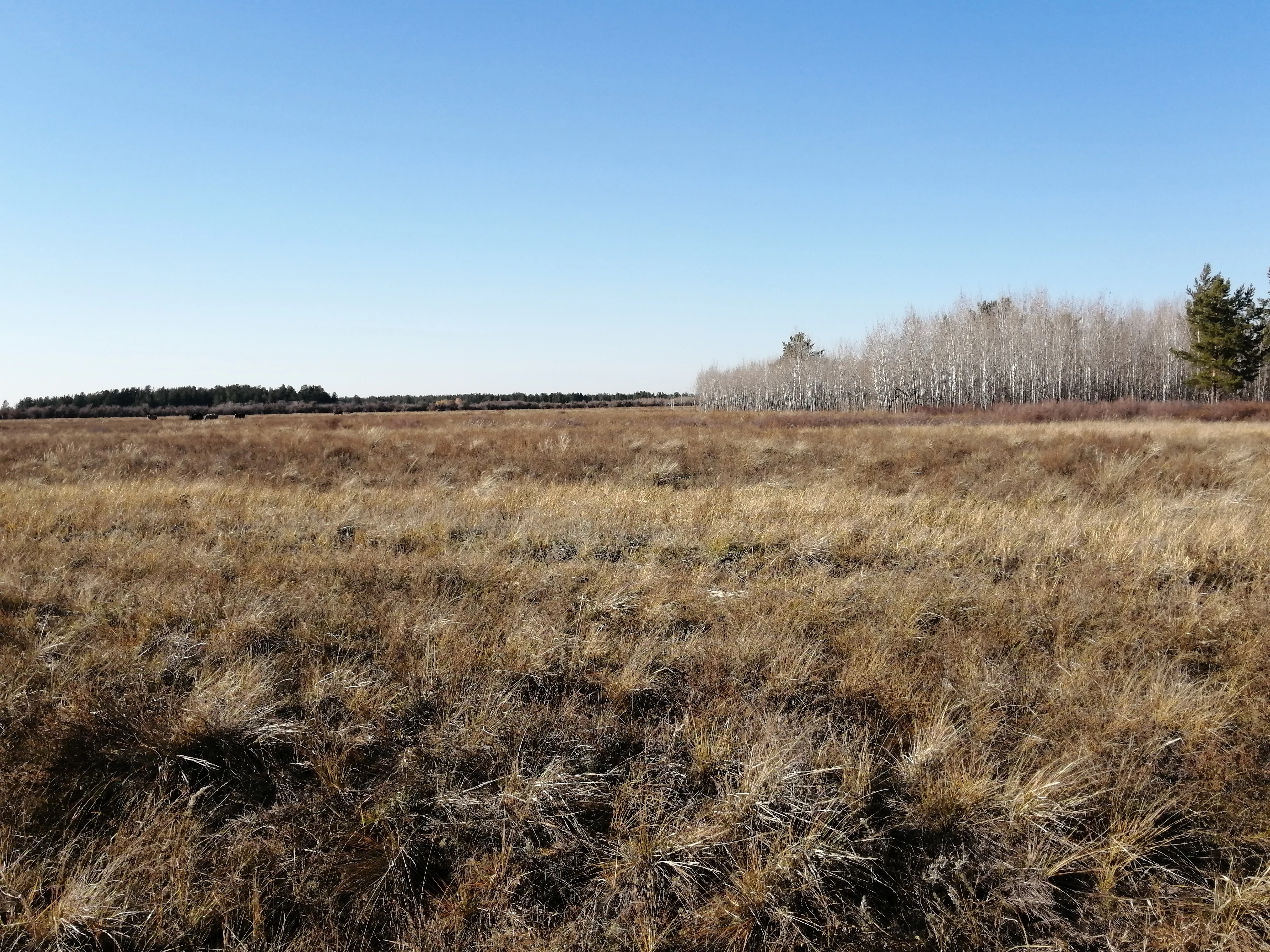 A vast, dry golden grassy field under a clear blue sky, with a forest of bare birch trees visible in the mid-ground on the right side.