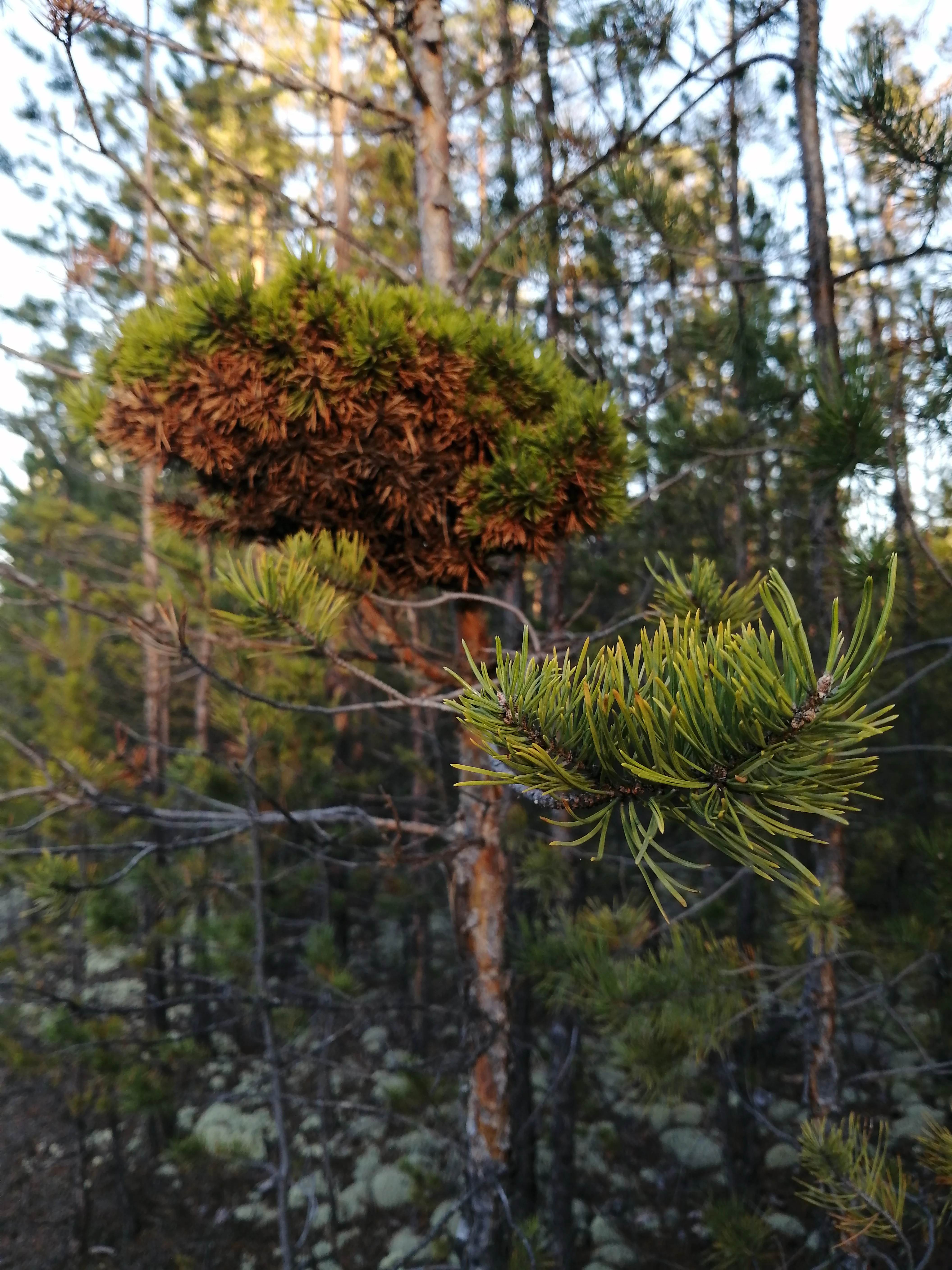 A close-up of a pine tree branch with a cluster of needles and moss in a forest setting.