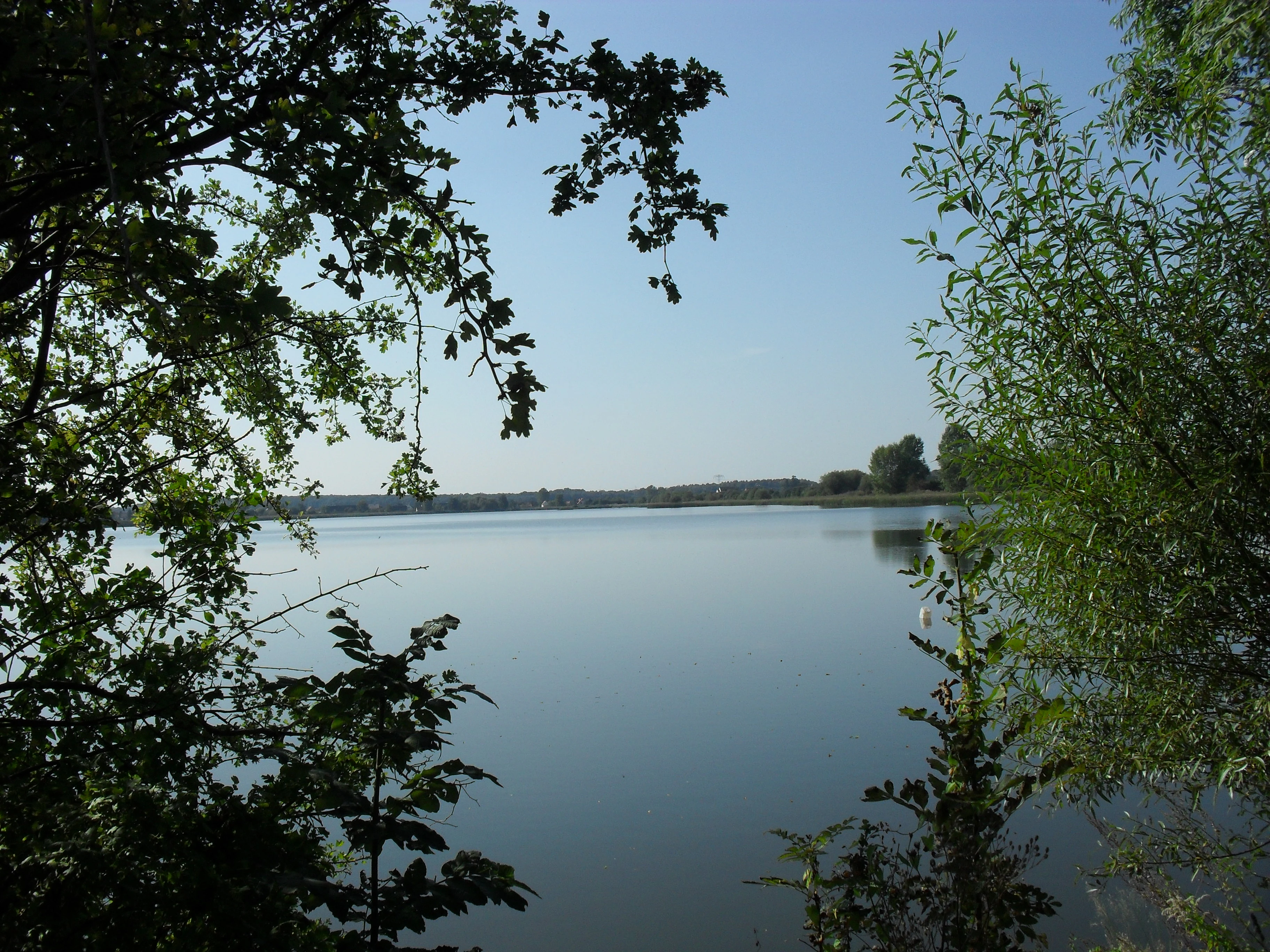 A calm, still pond under a clear sky, viewed through trees on the banks.