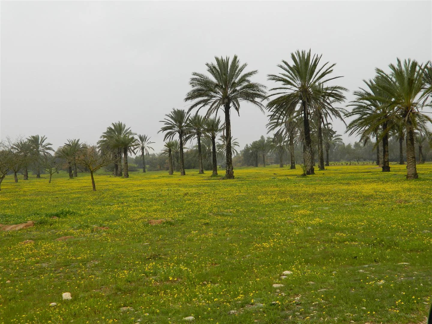 Grassy field with yellow wildflowers and scattered palm trees under an overcast sky