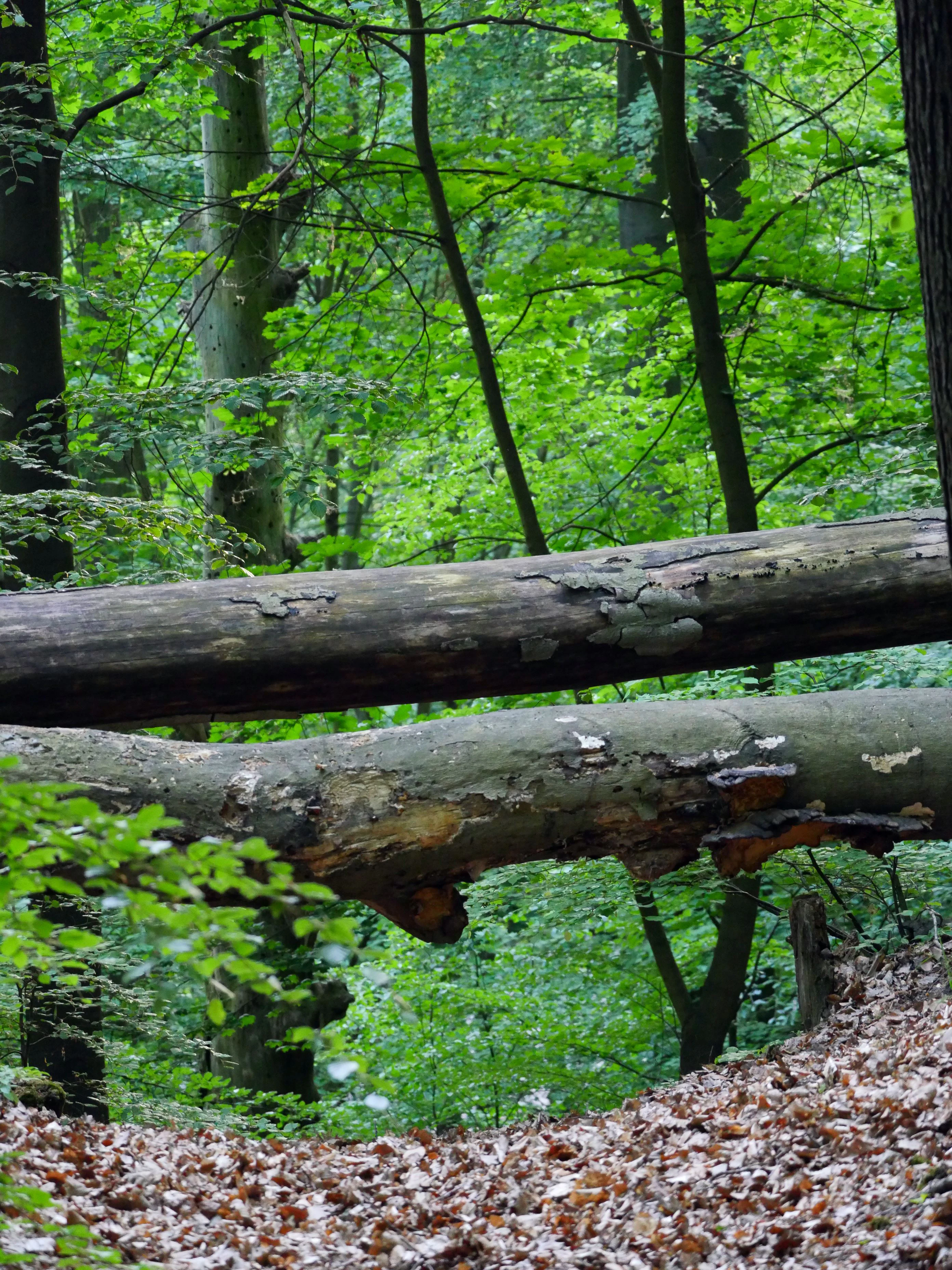 Two large fallen tree trunks lying horizontally across a dense forest floor covered in fallen brown leaves.