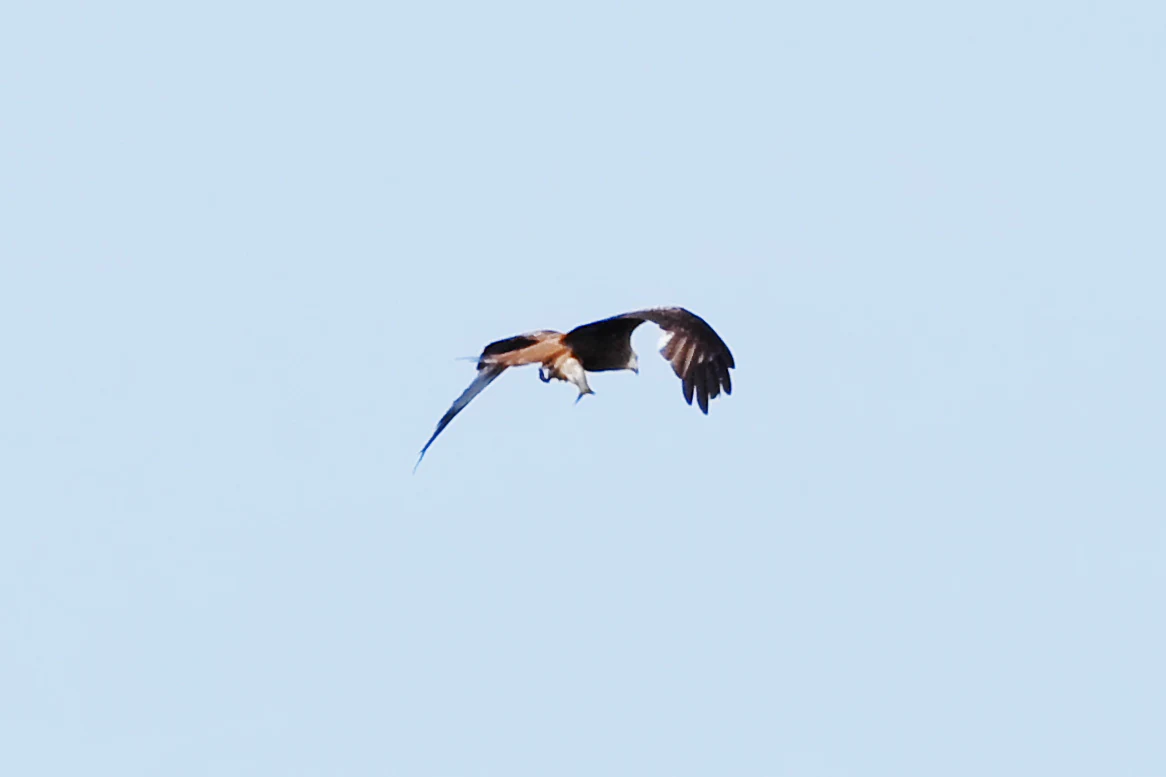 A red kite bird flying against a clear, pale blue sky, carrying a small fish in its talons.