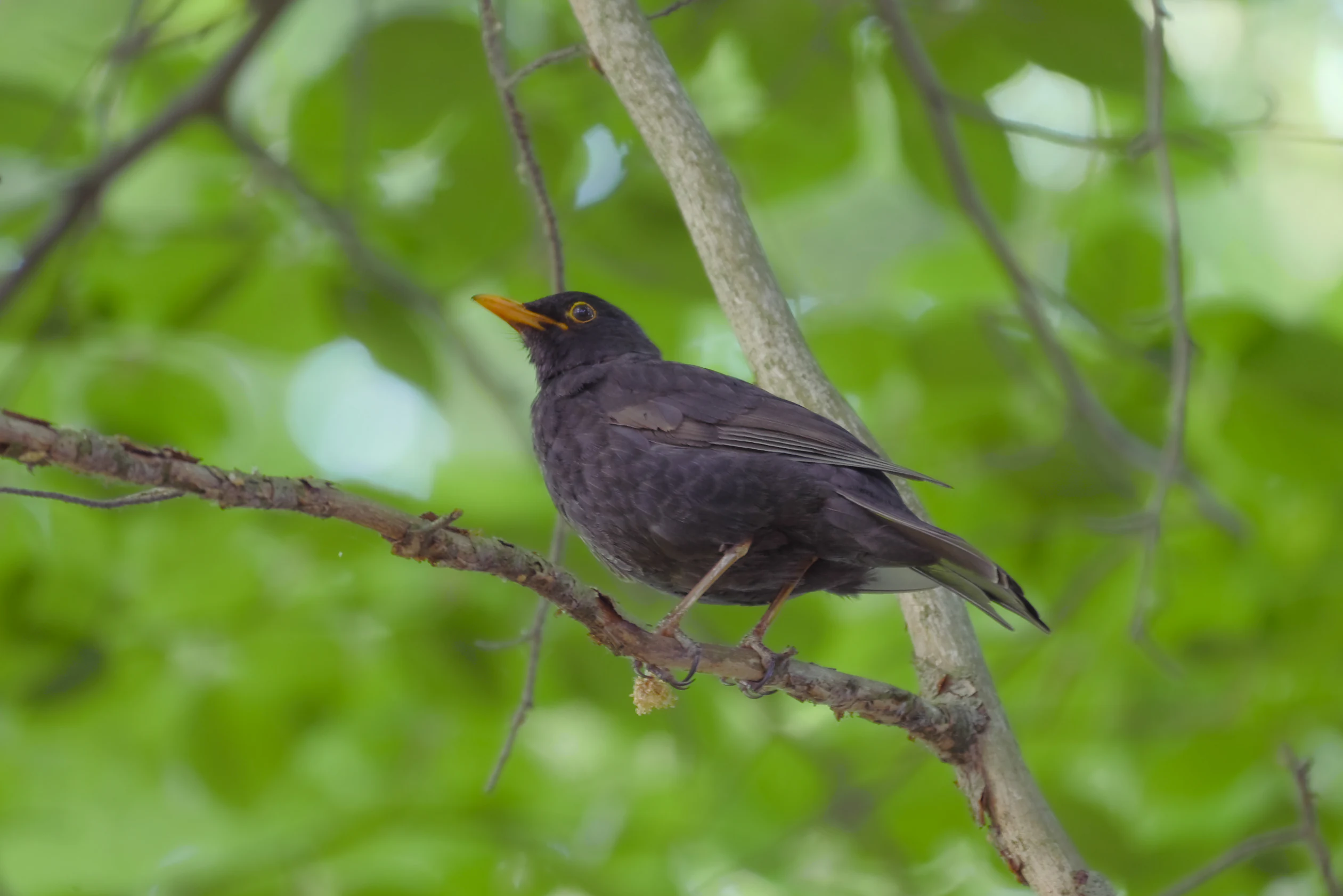 A blackbird with dark feathers and an orange-yellow beak perched on a thin tree branch, surrounded by blurred green leaves.