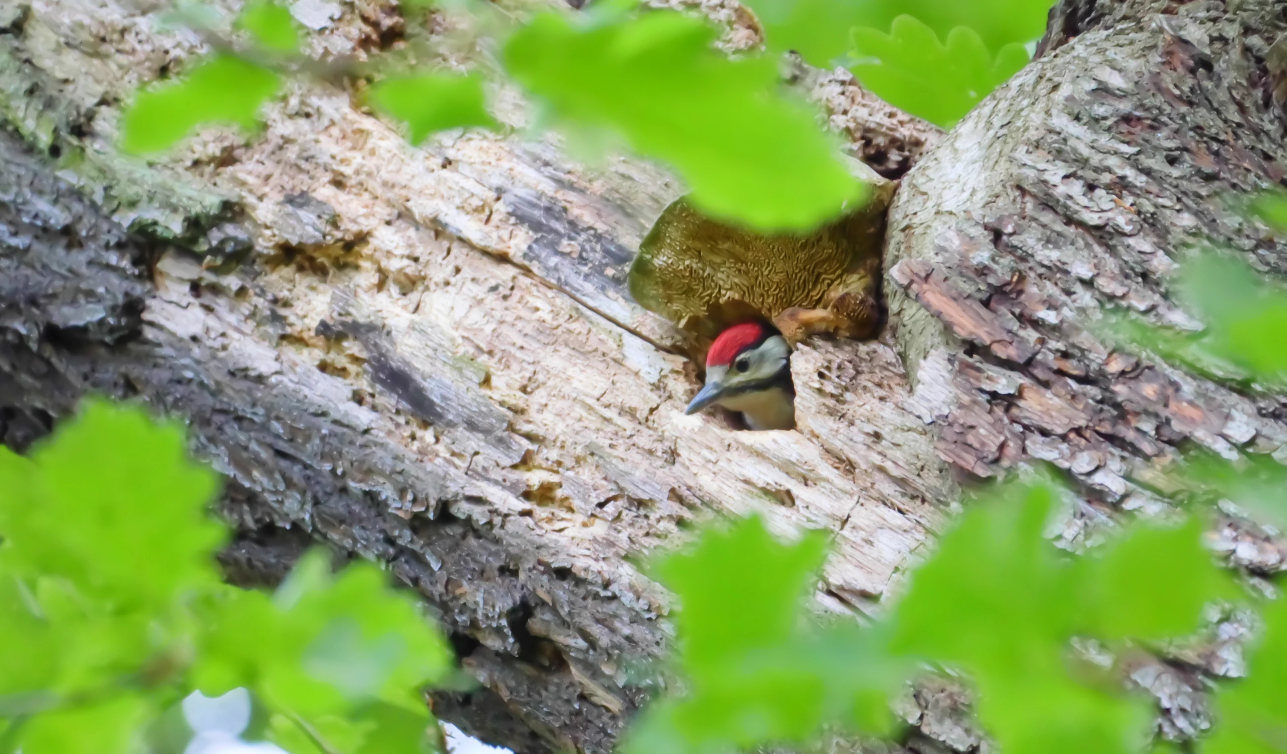 A Great Spotted Woodpecker with a distinctive red patch on its head looks out from a hole in a tree trunk, partially obscured by green leaves.