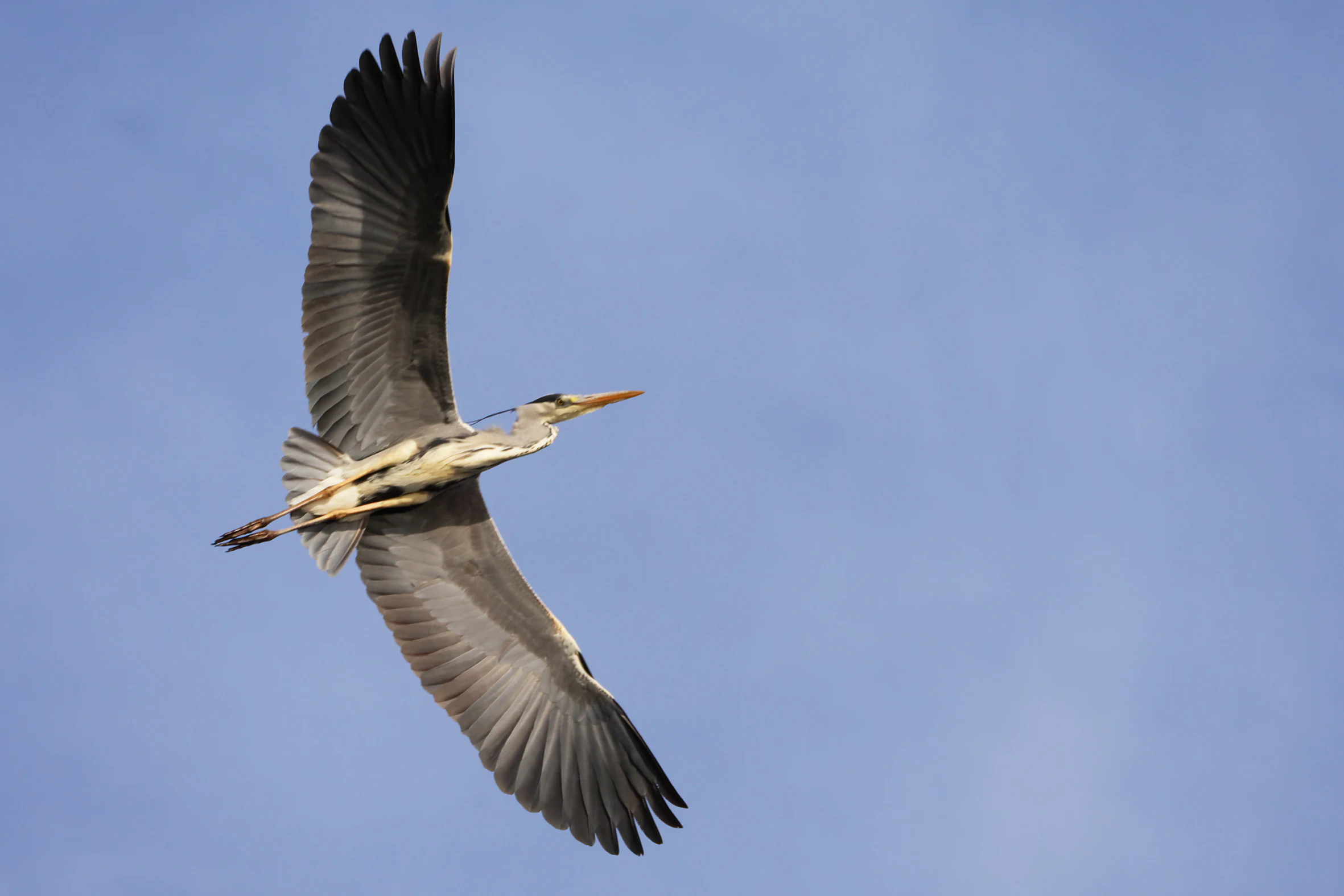 A grey heron flying with wings fully extended against a clear blue sky.