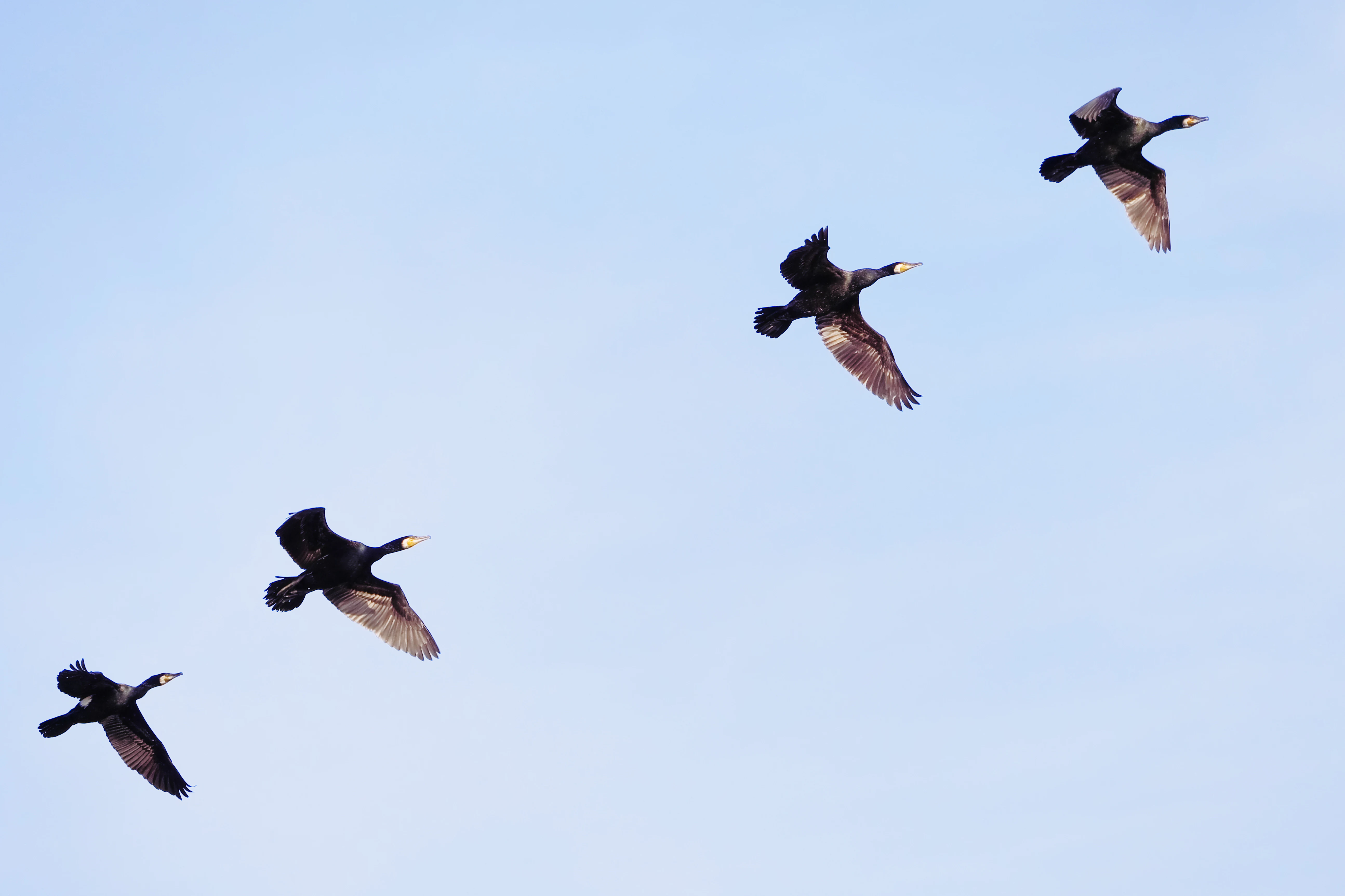 Four cormorants flying in a loose formation against a clear pale blue sky.