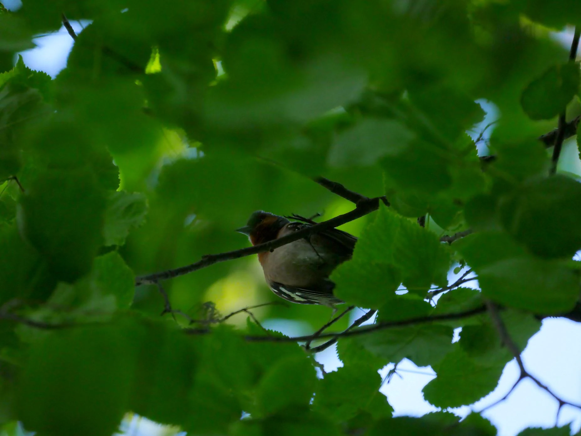 A small bird, likely a chaffinch, partially obscured by bright green leaves on a tree branch.