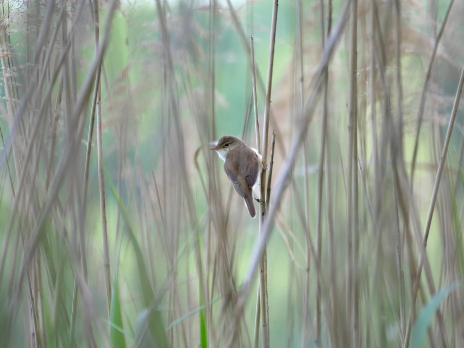 A small brownish bird, identified as a Eurasian reed warbler, perched on a thin vertical reed stalk surrounded by tall, out of focus marsh vegetation.