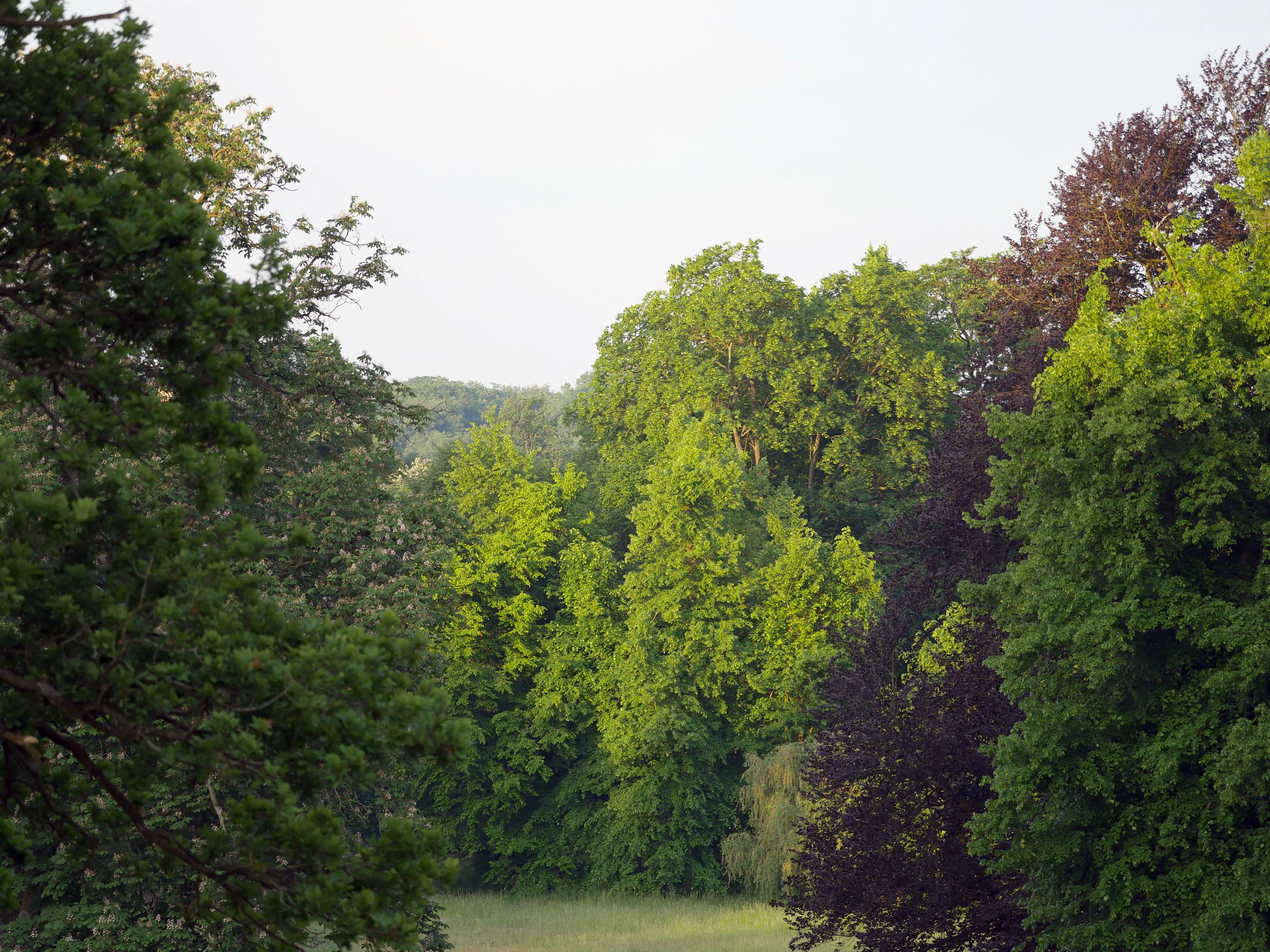A view of dense green and dark foliage in a forest setting during the morning.