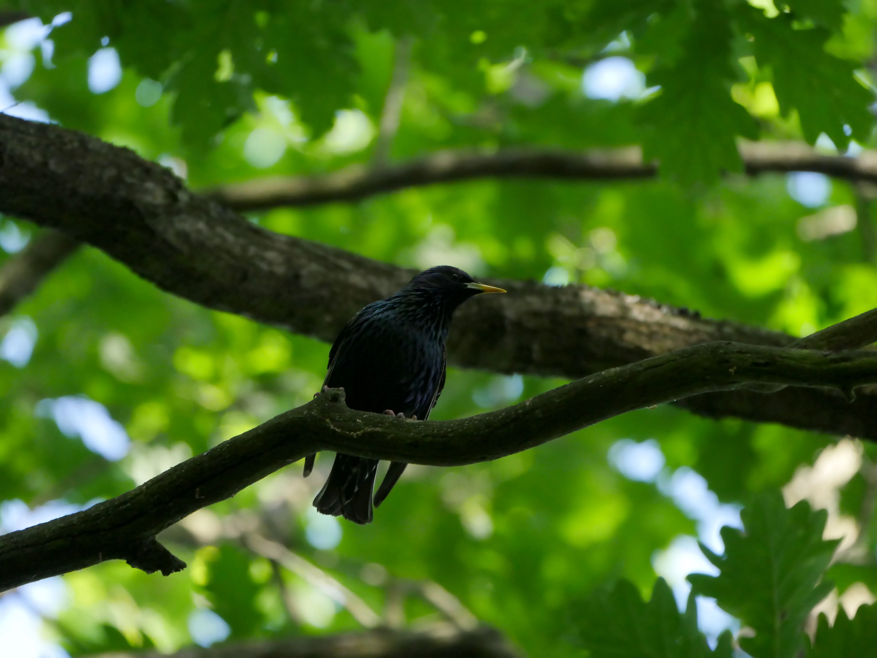 A small black bird, likely a starling, perched on a dark tree branch surrounded by out-of-focus green leaves.