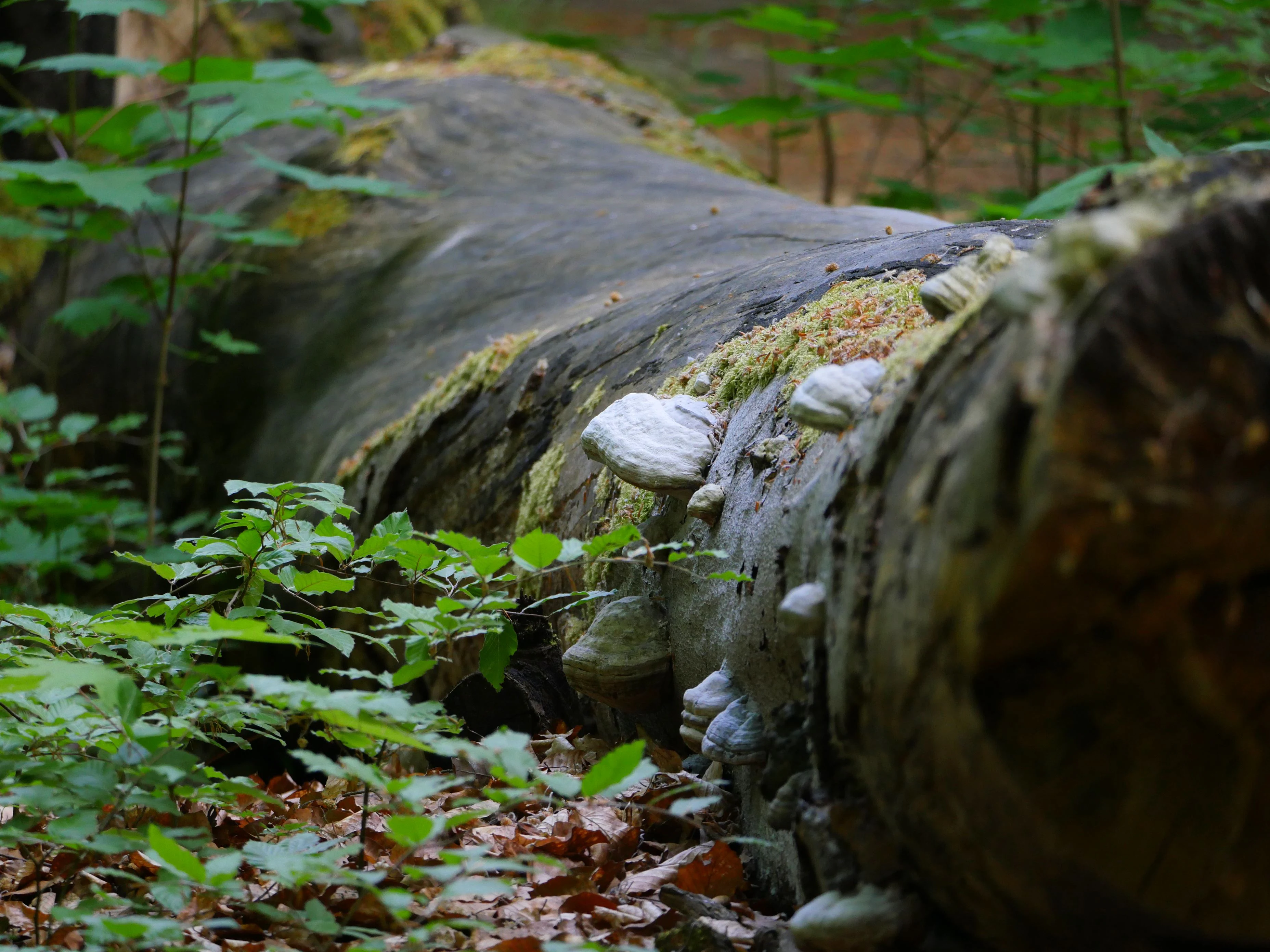 A large fallen tree trunk lying on the forest floor, featuring several shelf-like mushrooms growing on its bark and moss patches.