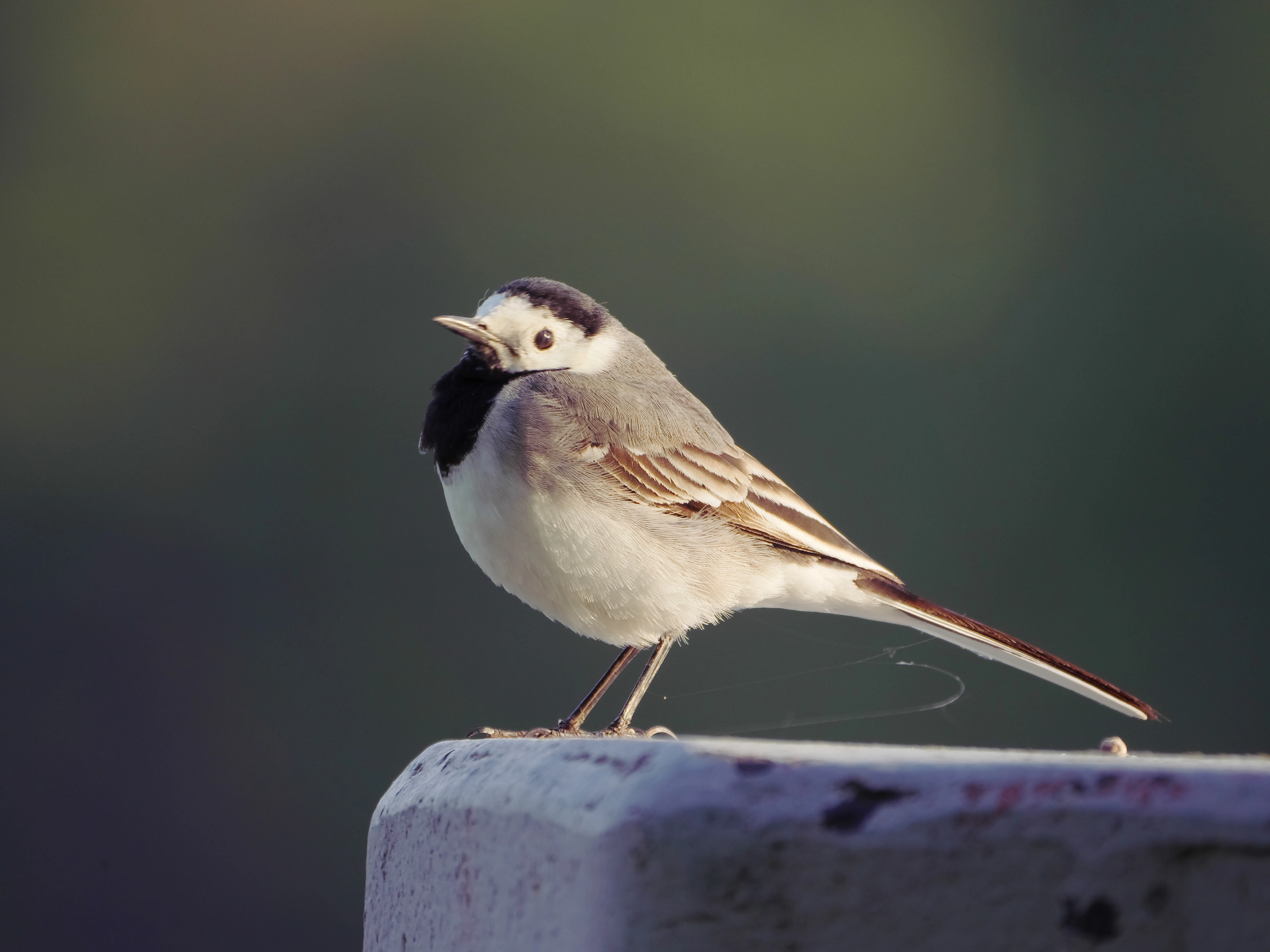 A side-profile shot of a small white wagtail bird with black, white, and grey plumage perched on a grey post against a blurred dark green background.
