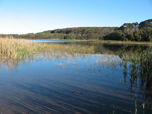 Calm coastal freshwater lake with tall reeds and grasses, reflecting clear blue sky and forested hills