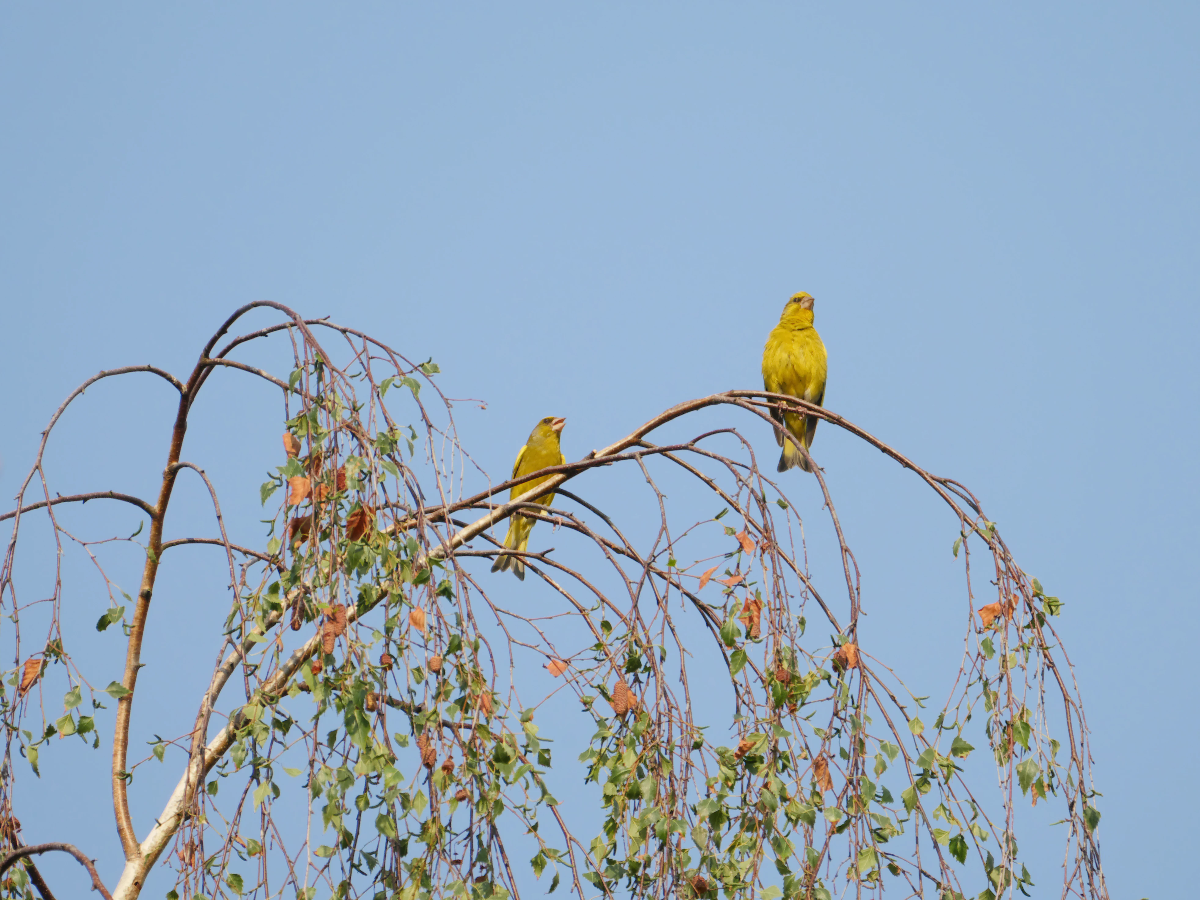 Dos verderones comunes machos de color verde amarillento posados en las ramas finas y curvadas hacia abajo de un árbol contra un cielo despejado.