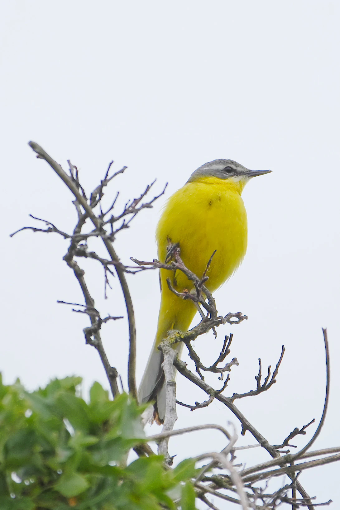 A yellow wagtail bird with a bright yellow belly and grey head perched on a thin, leafless twig against a pale sky.