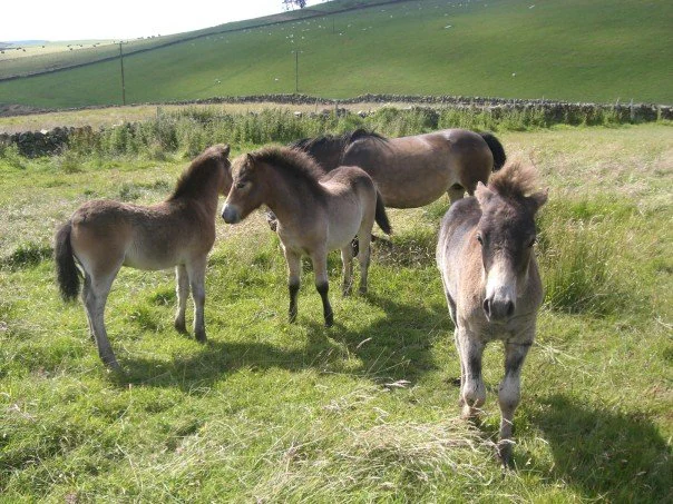 Four Exmoor ponies standing in a grassy field with rolling green hills in the background