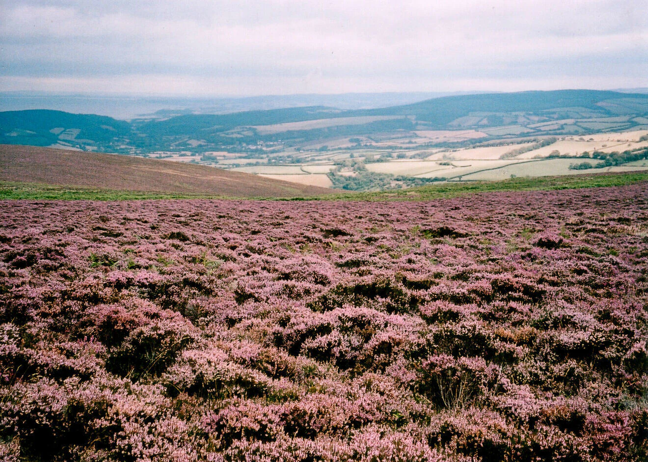 Panoramic view of a moorland landscape covered in dense pink heather with rolling hills and distant fields under an overcast sky