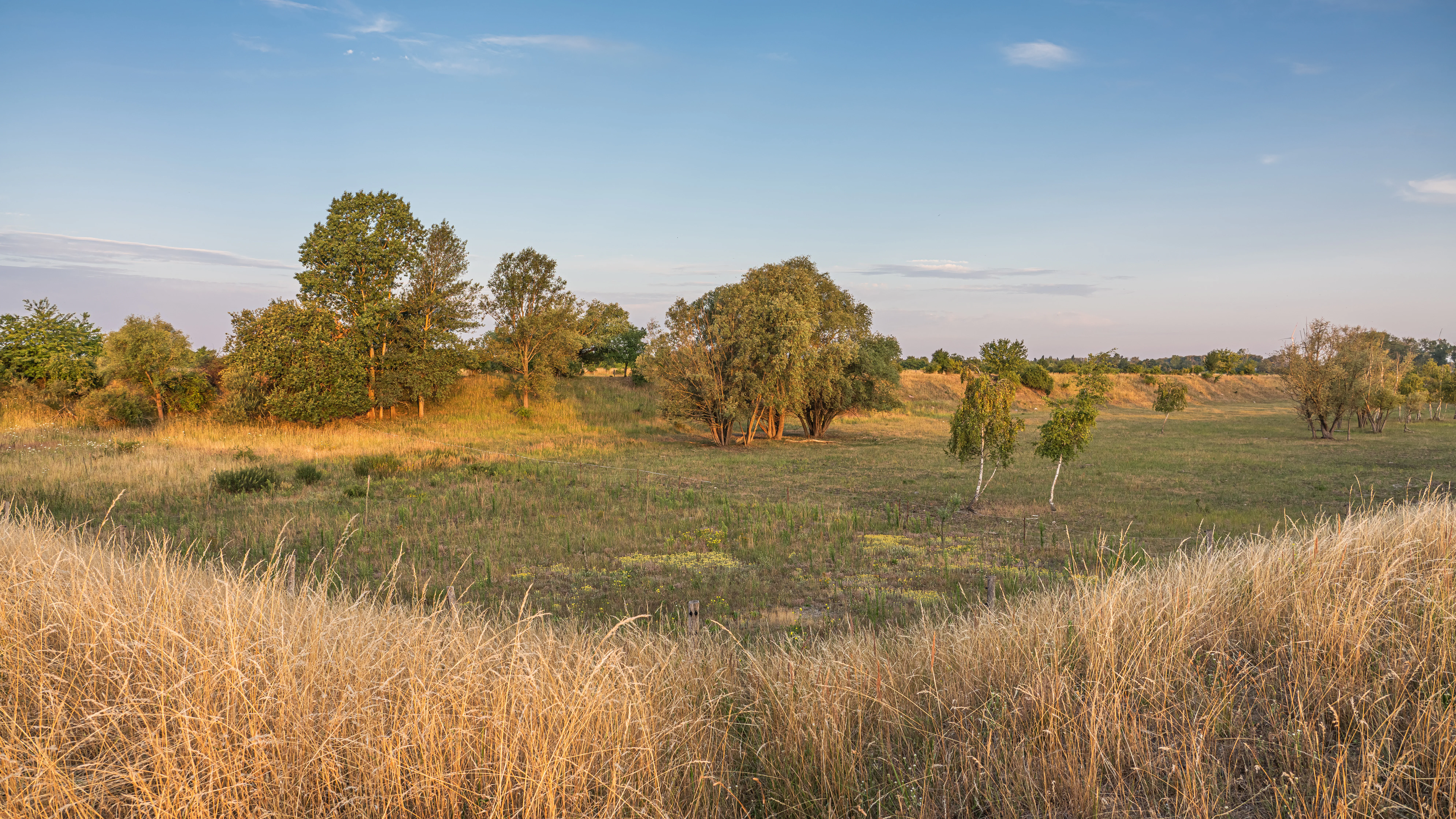 Wide view of a flat meadow with tall, golden dry grass in the foreground, scattered clusters of green trees, and low-lying shrubs under a light blue sky.