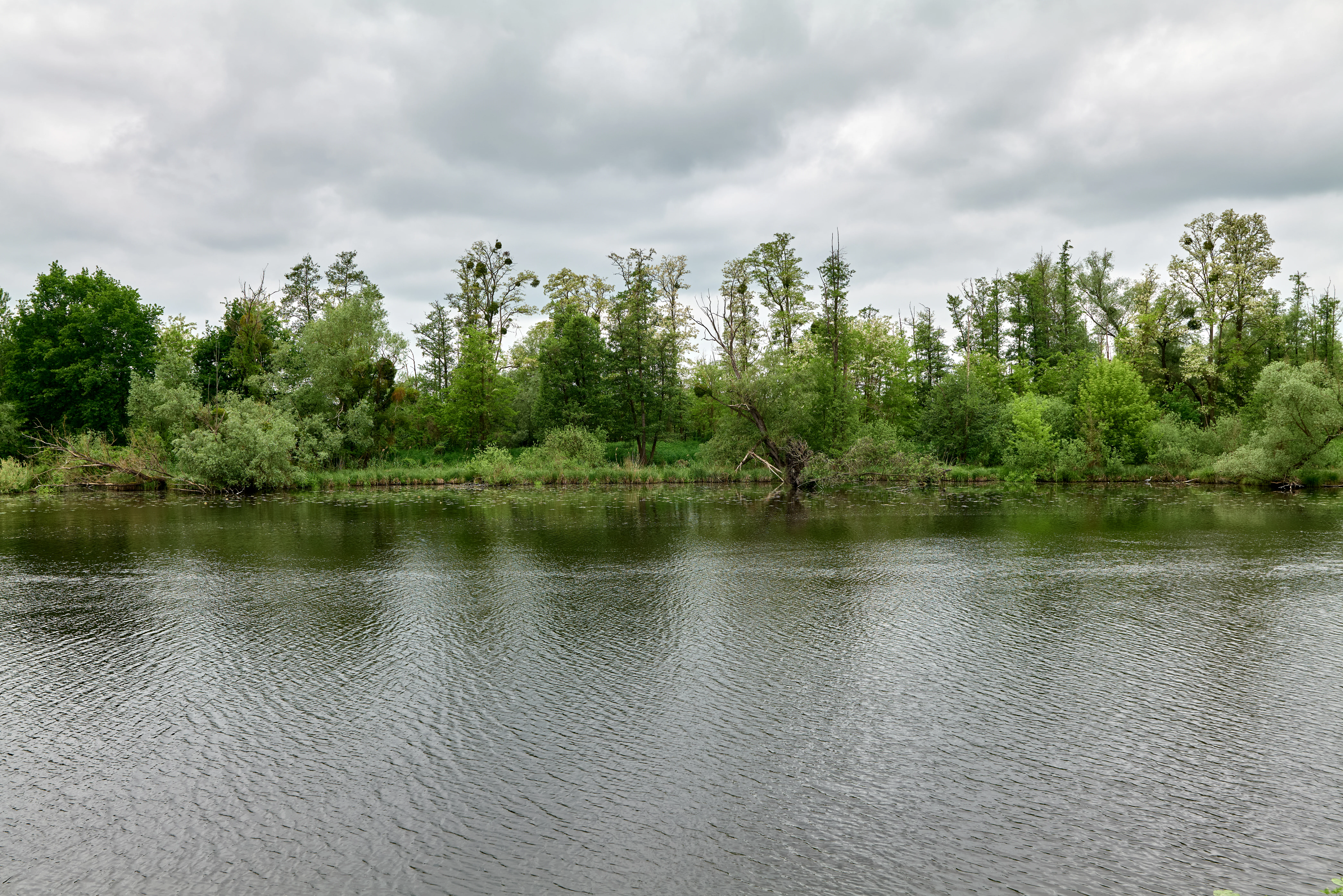 A wide view of a calm, dark river bordered by a dense line of green trees and bushes under a cloudy sky.