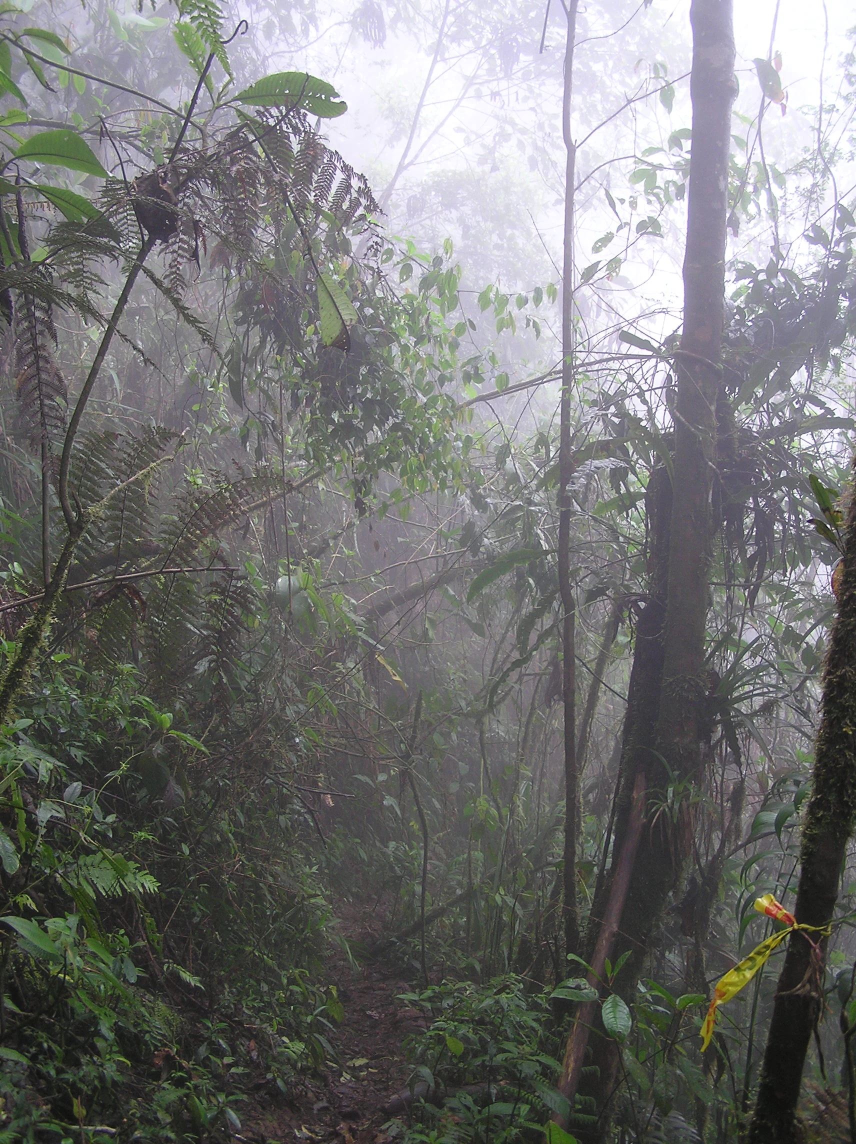 Sendero de bosque brumoso rodeado de densa vegetación tropical, incluyendo helechos, ramas cubiertas de musgo y árboles altos