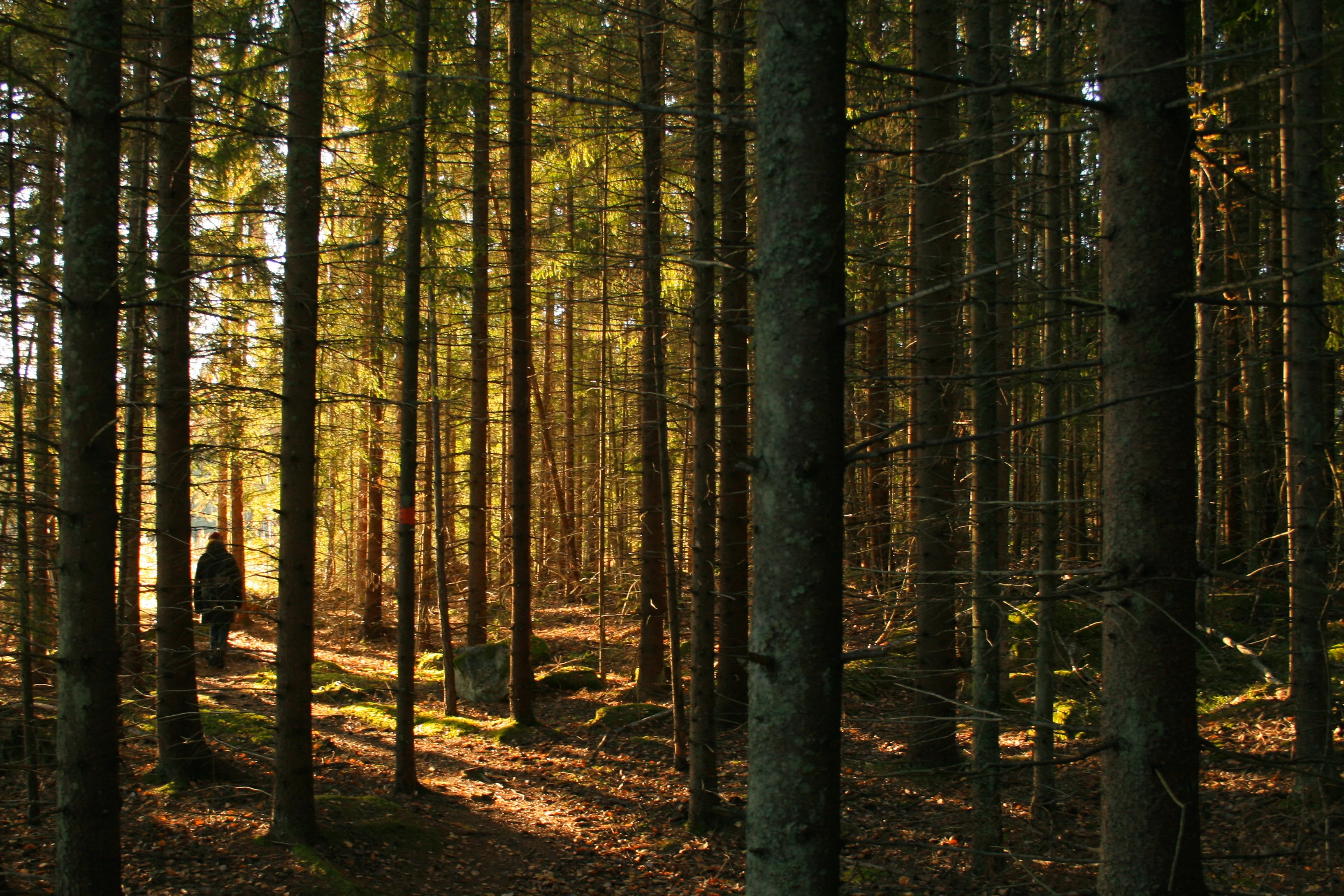 Tall pine trees in a forest with sunlight filtering through, a person walking in the distance, and fallen leaves on the ground