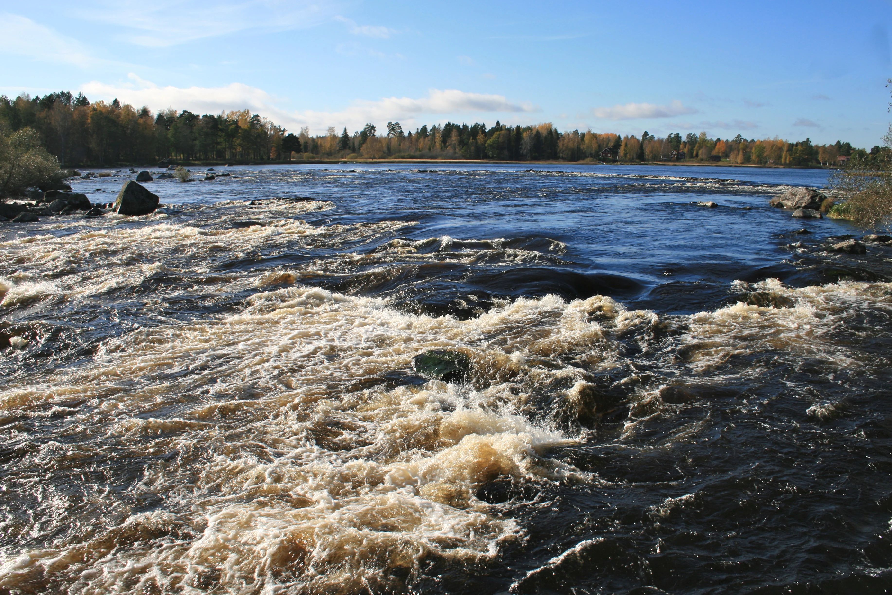 Rapid river flow with white water, rocks, and forested shoreline under a clear blue sky
