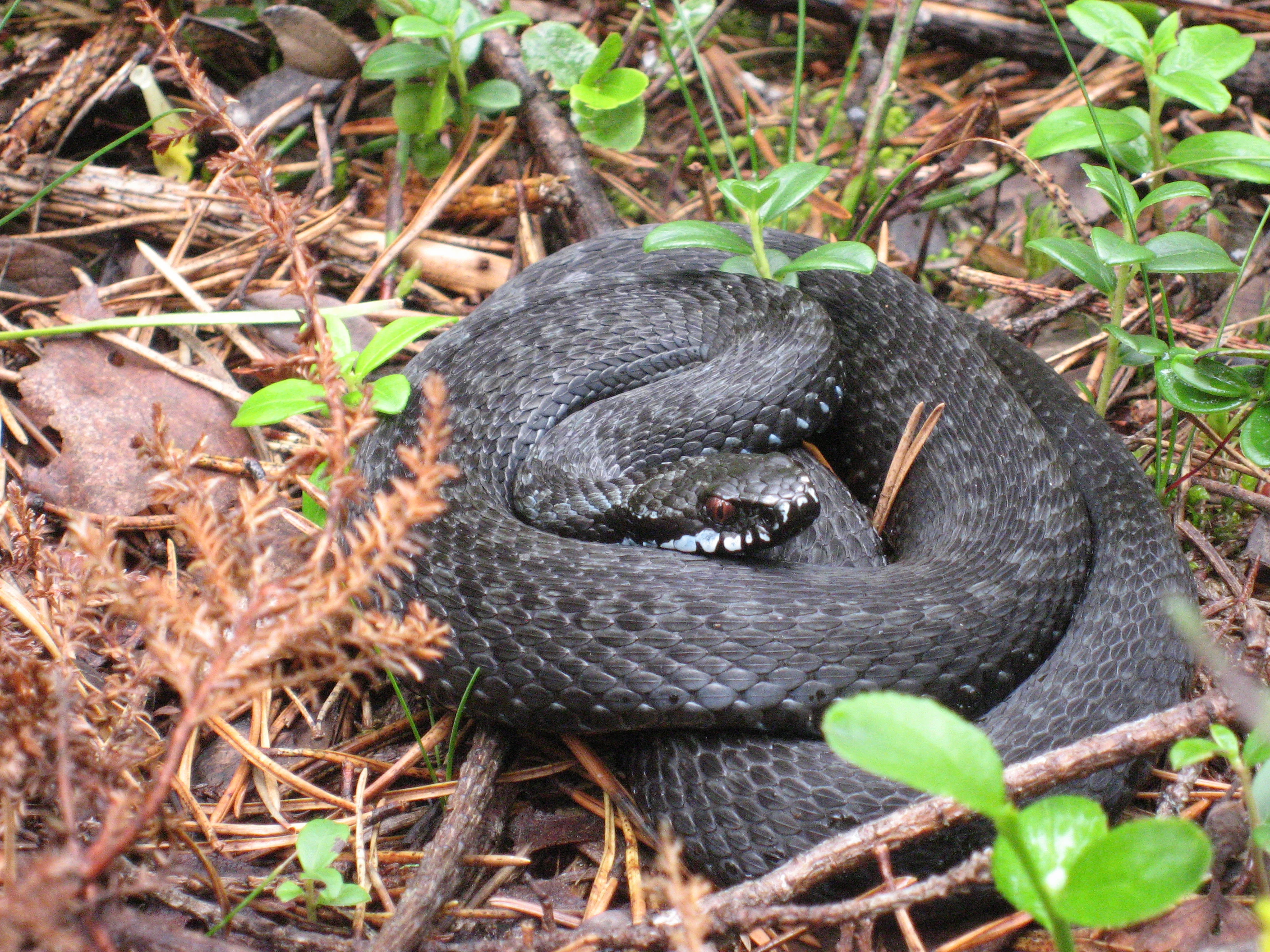 Coiled European adder snake on forest ground with green vegetation and twigs