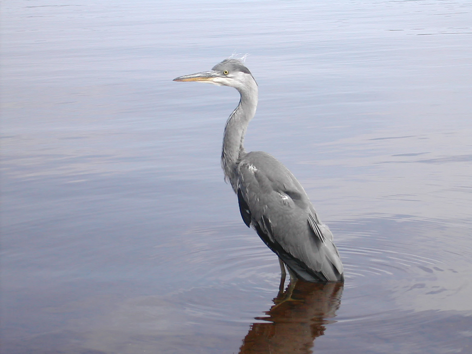 Grey Heron (Ardea cinerea) standing in calm water with visible reflection
