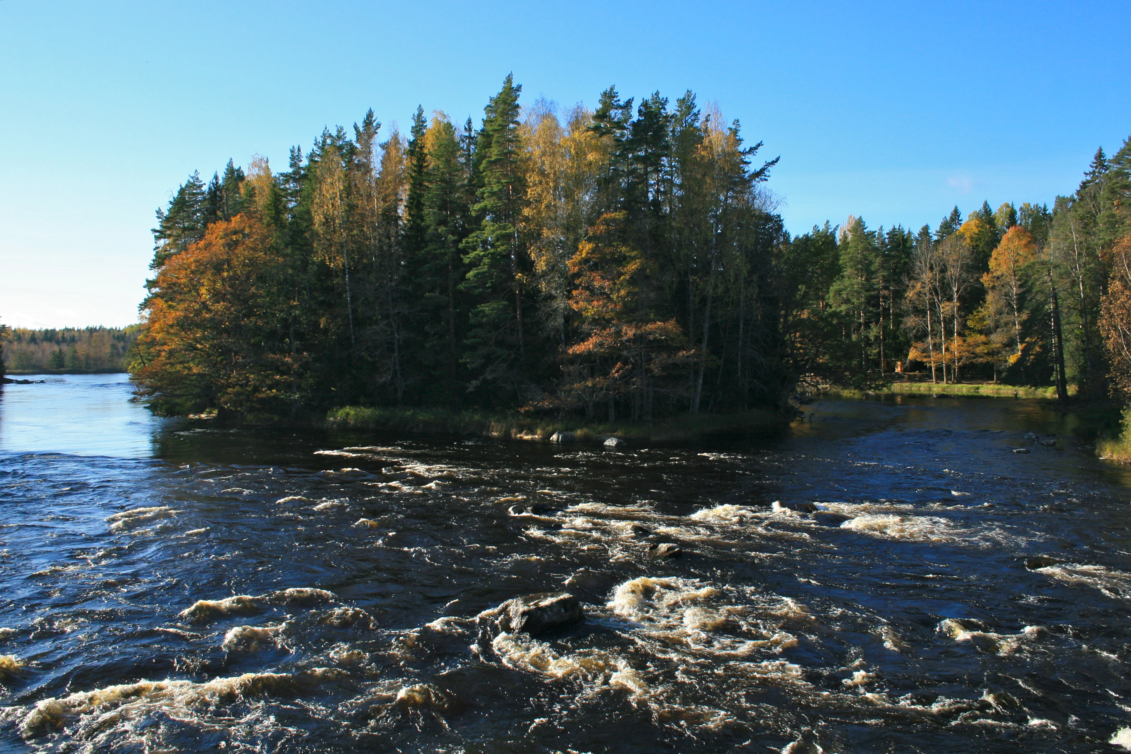 River rapids flowing through a forested landscape under a clear blue sky