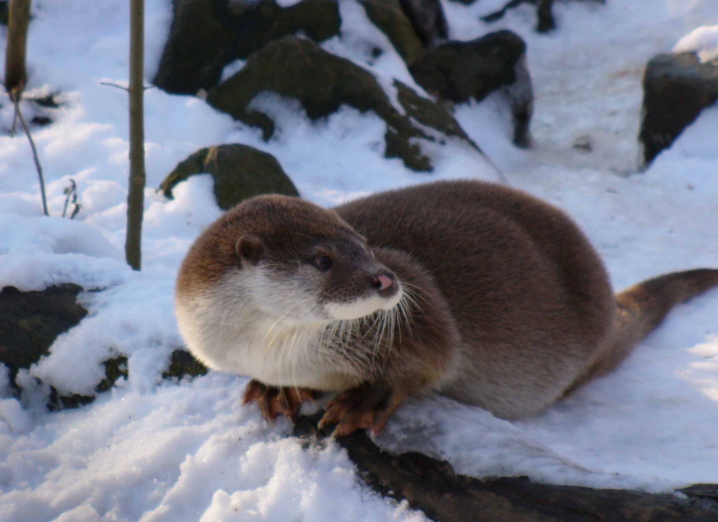 European otter (Lutra lutra) on snow-covered ground with rocks in background