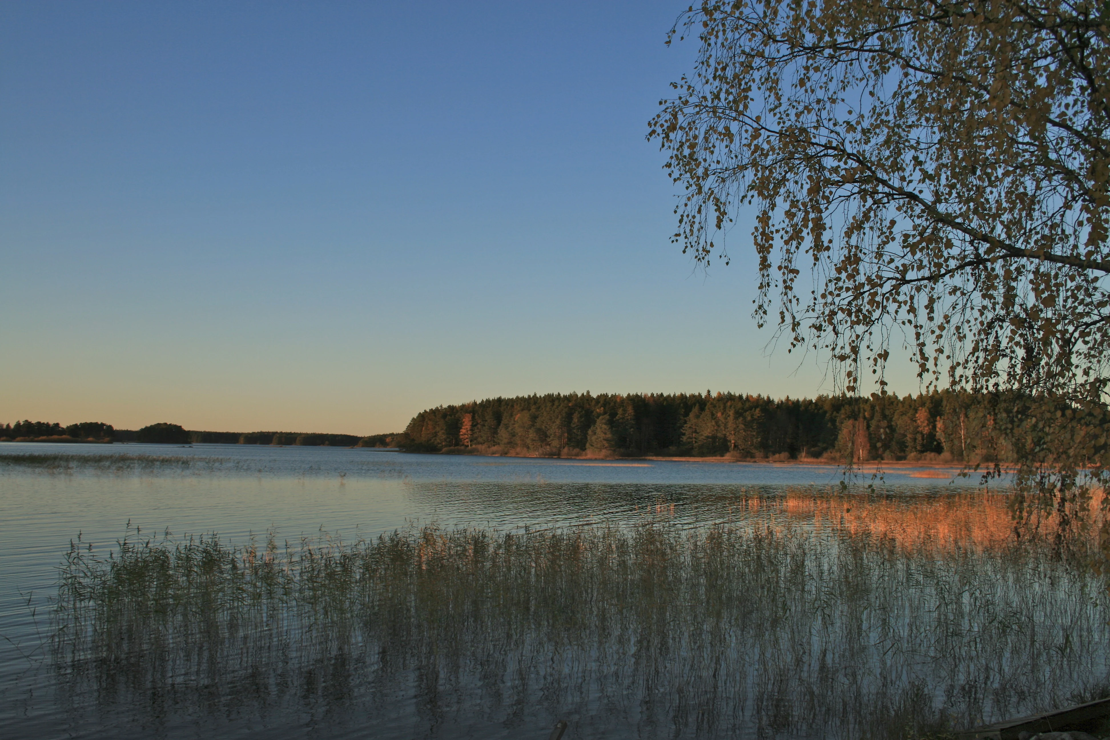 Calm lake with reeds in foreground, tree with drooping branches on right, forested shoreline in background under clear blue sky