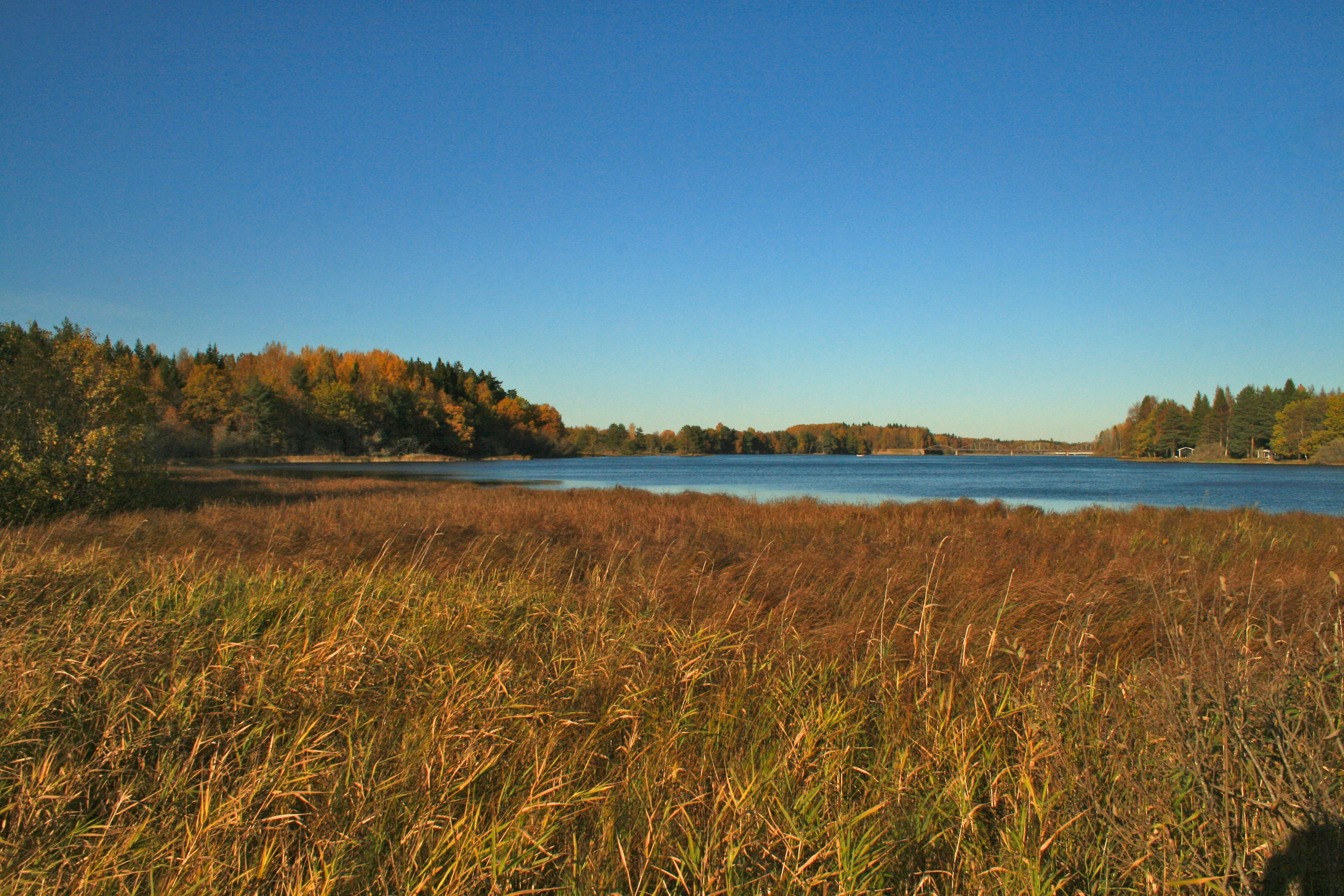 Tall brown and green grasses in the foreground, with a wide body of water and forested shoreline under a clear blue sky