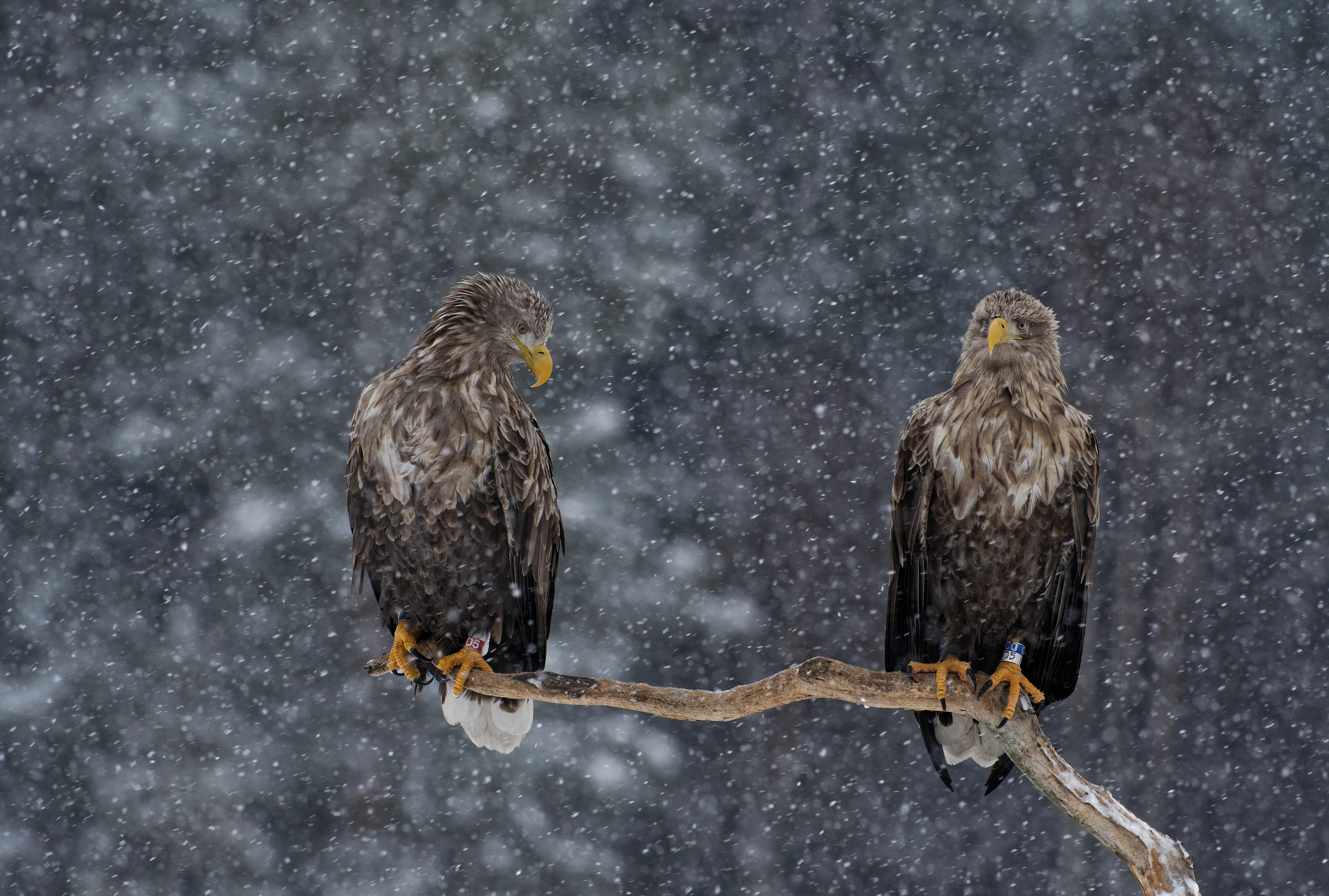 Two white-tailed eagles with brown and white feathers, yellow beaks, and orange feet perched on a bare branch against a snowy background