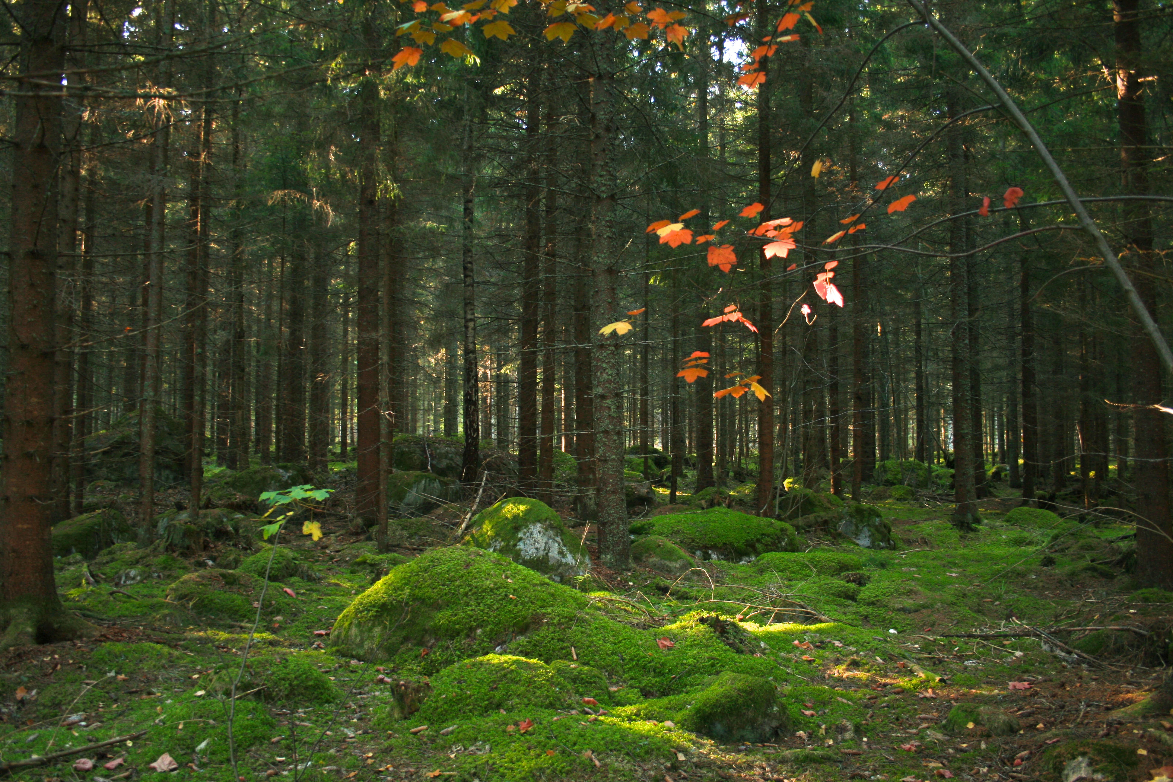 Moss-covered ground and rocks surrounded by tall pine trees with some autumn-colored leaves visible