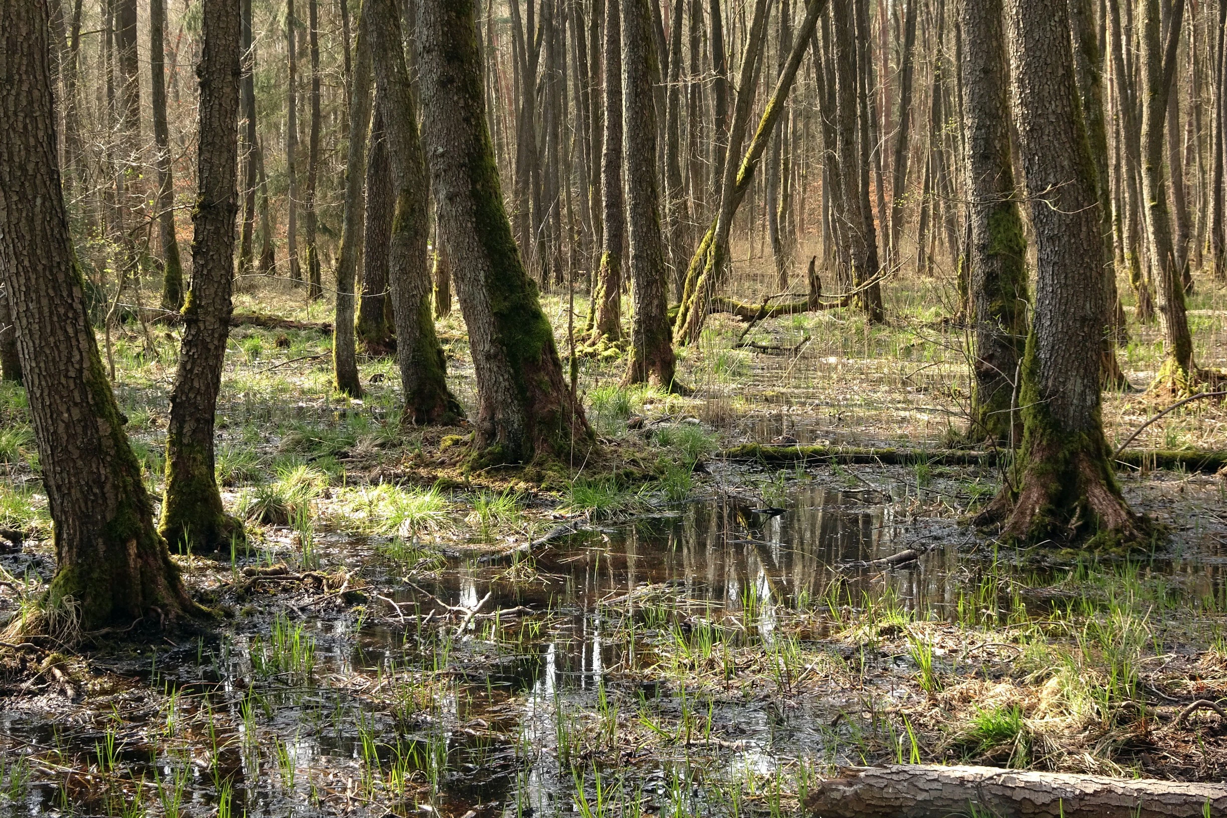 A swamp forest with numerous tree trunks emerging from still, shallow water and wet ground, featuring patches of green grasses and dappled sunlight filtering through the trees.